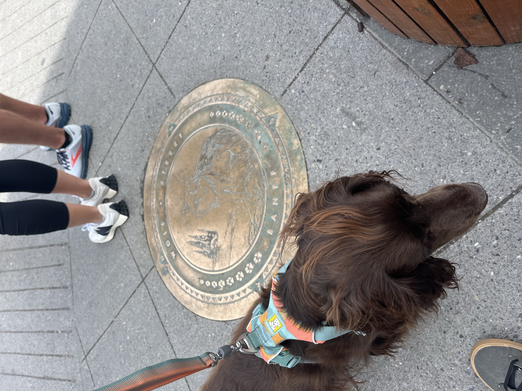 Tilly beside a Banff wolf street marker