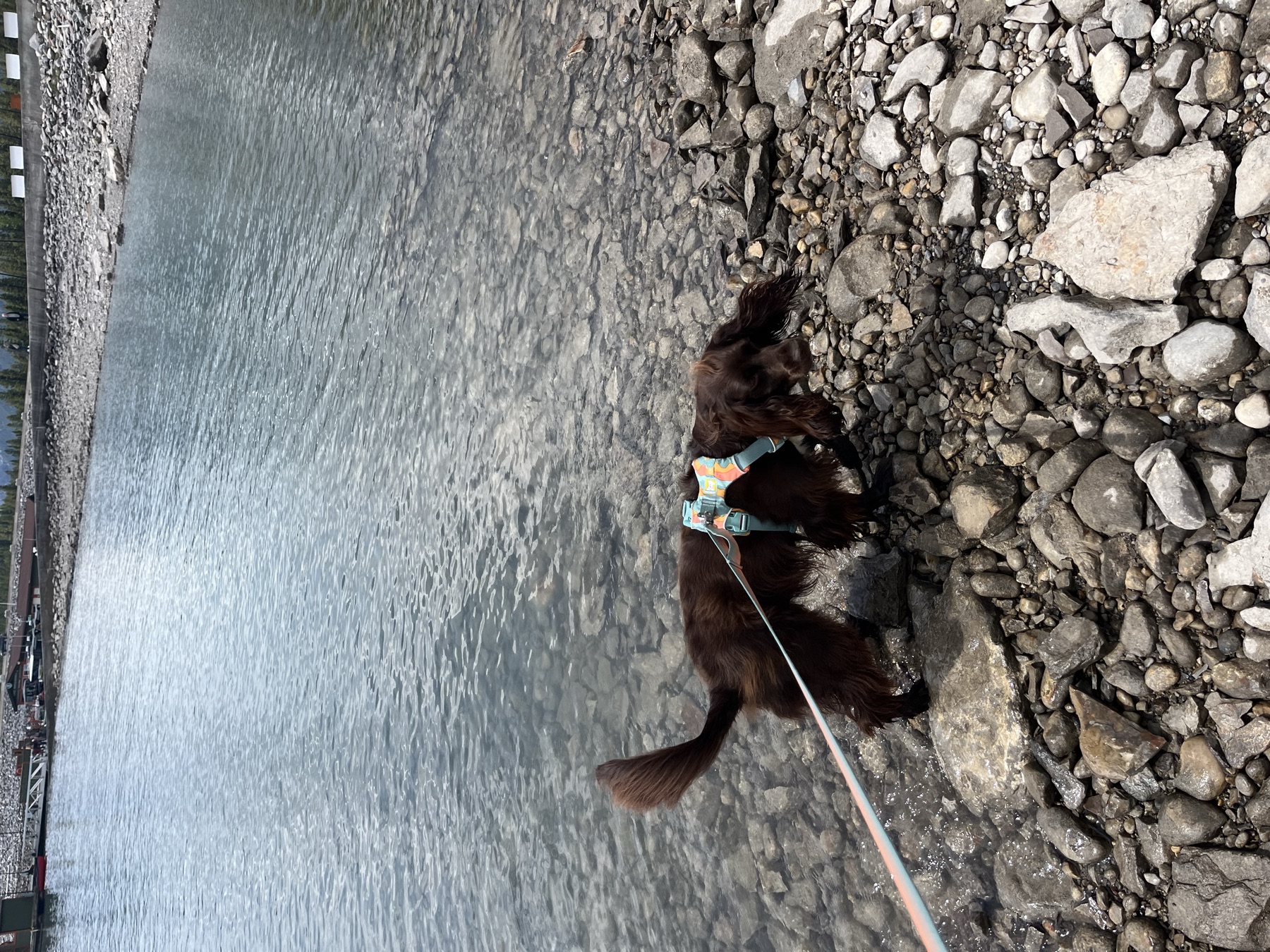 Tilly standing in the shallow water at Lake Minnewanka