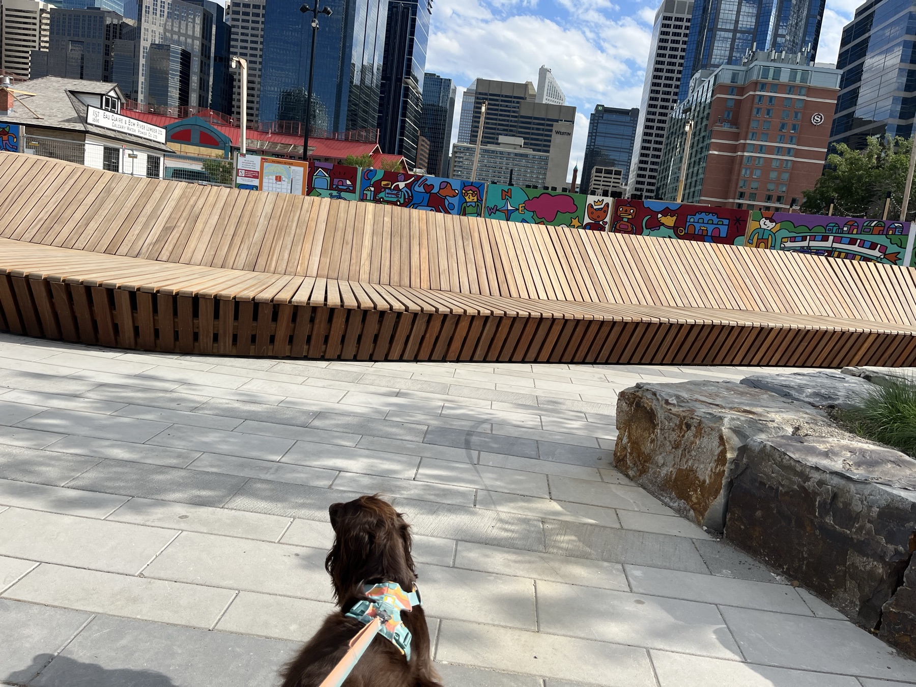 Tilly looking toward colourful public art and downtown Calgary buildings