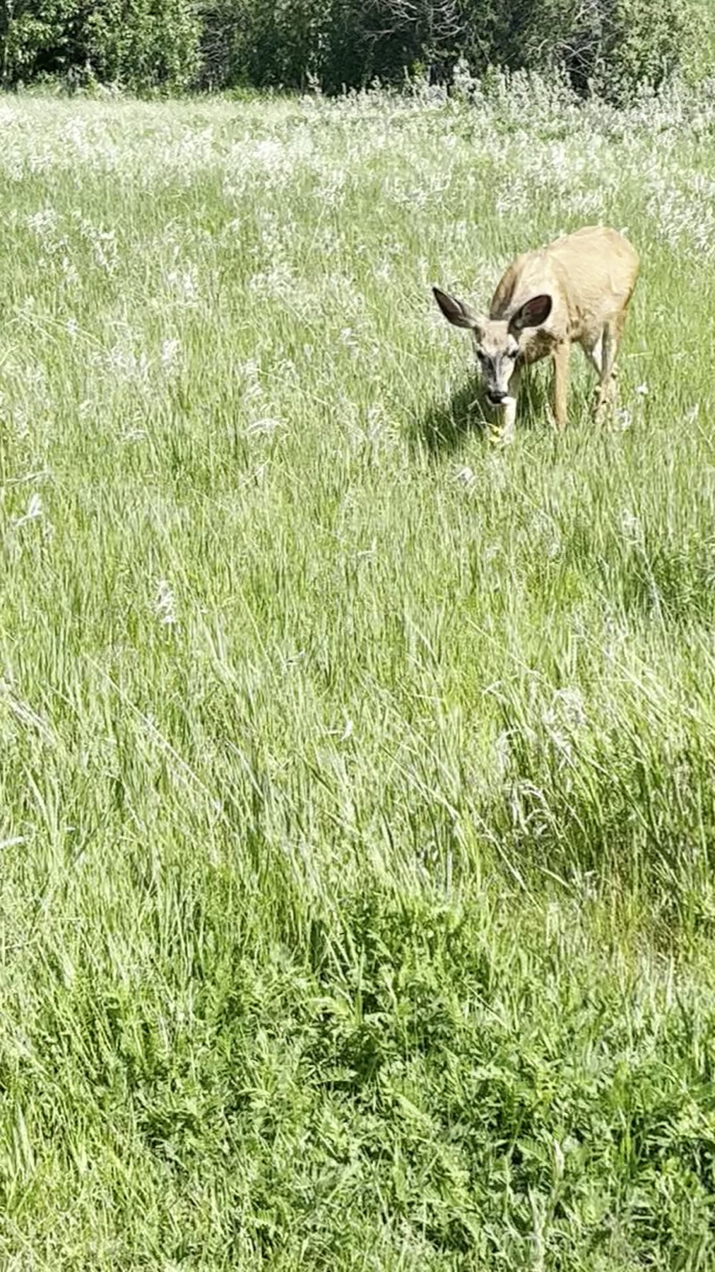 A deer approaching through tall grass at Historic Cochrane Ranche