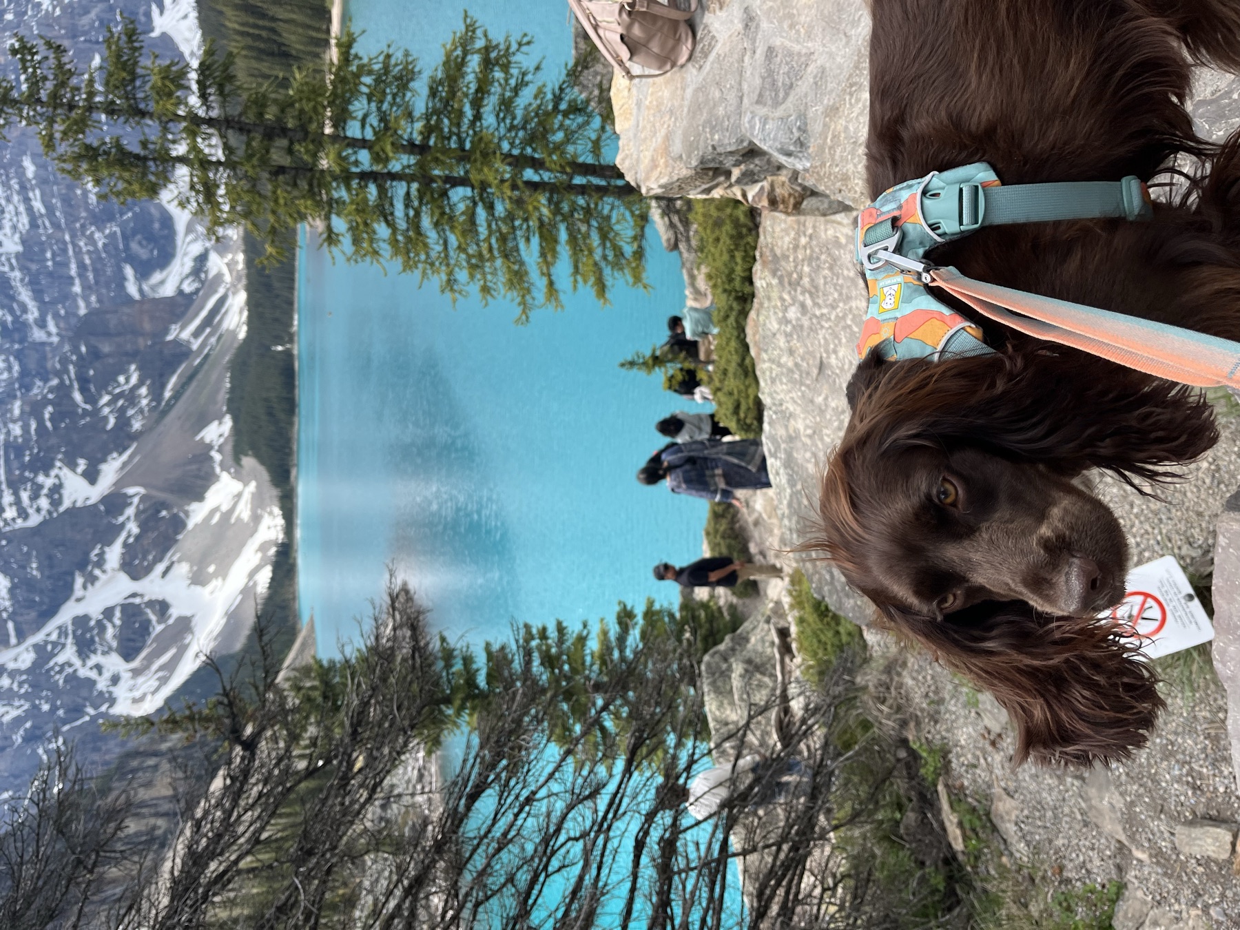 Tilly looking across the increasingly busy Moraine Lake shoreline