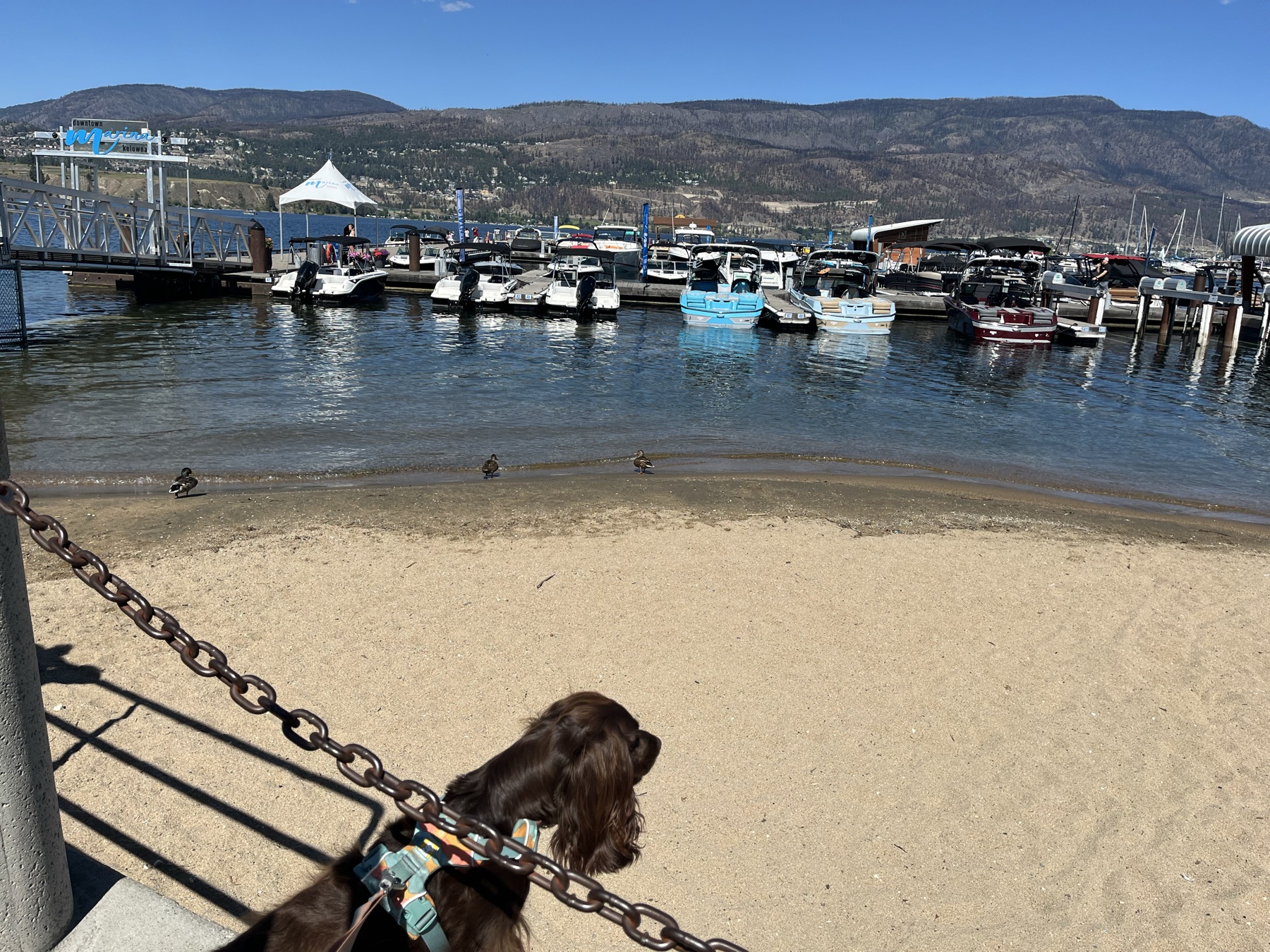 Tilly looking across the small beach and marina in Kelowna
