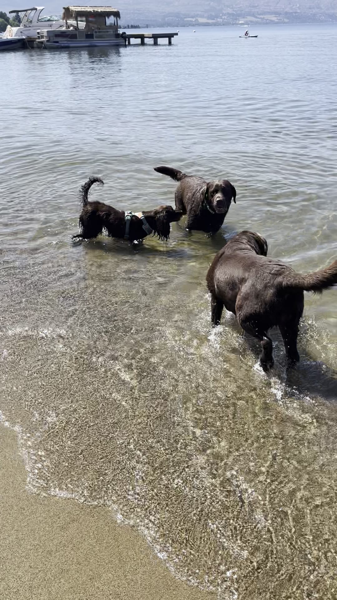 Lake Avenue Dog Off-Leash Beach