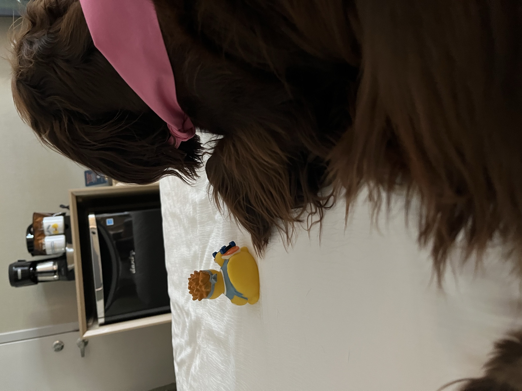 Tilly lying on the bed beside the hotel rubber duck