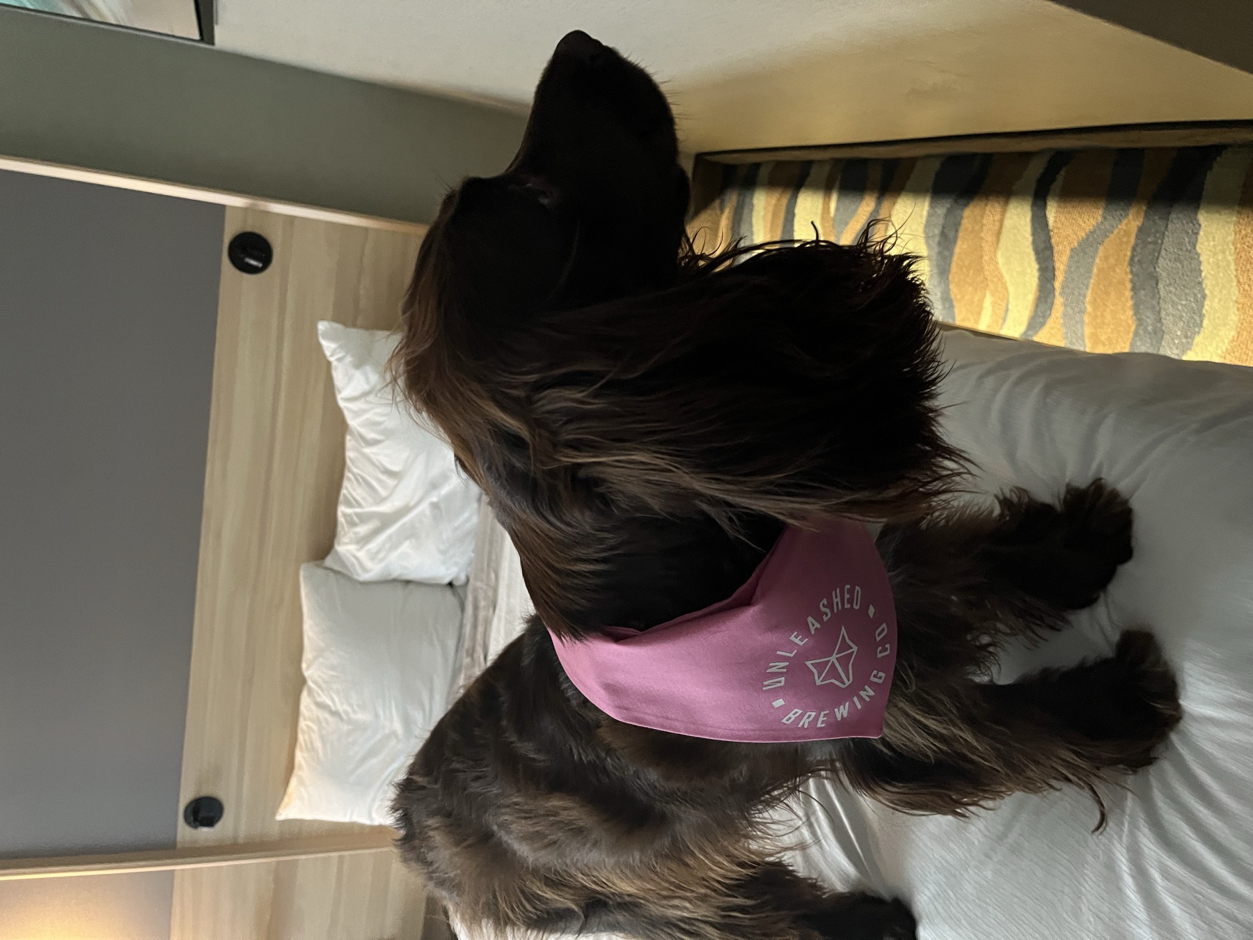 Tilly standing on the Accent Inns bed in her pink bandana