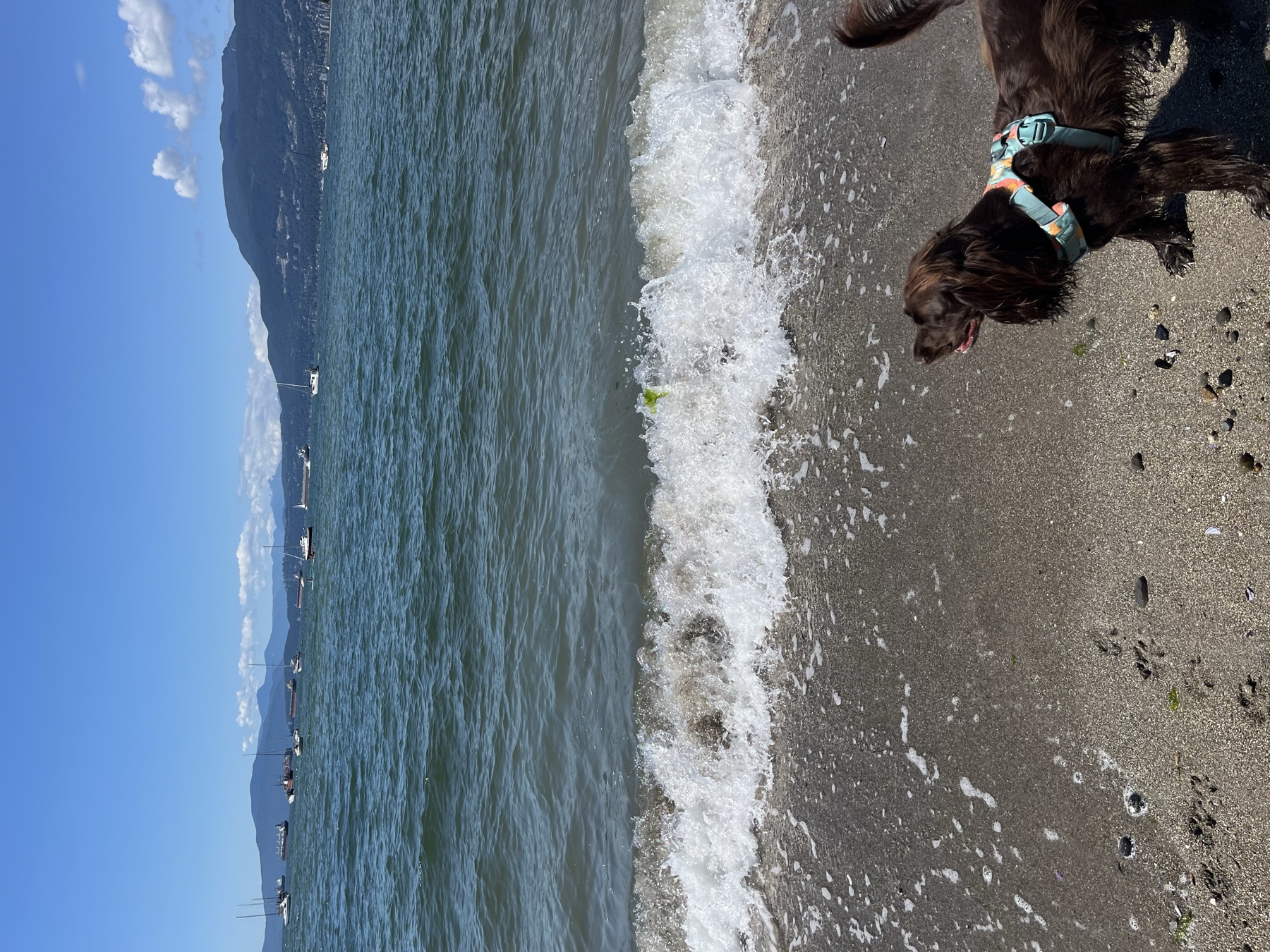 Tilly standing in the waves at Hadden Beach with the mountains across English Bay