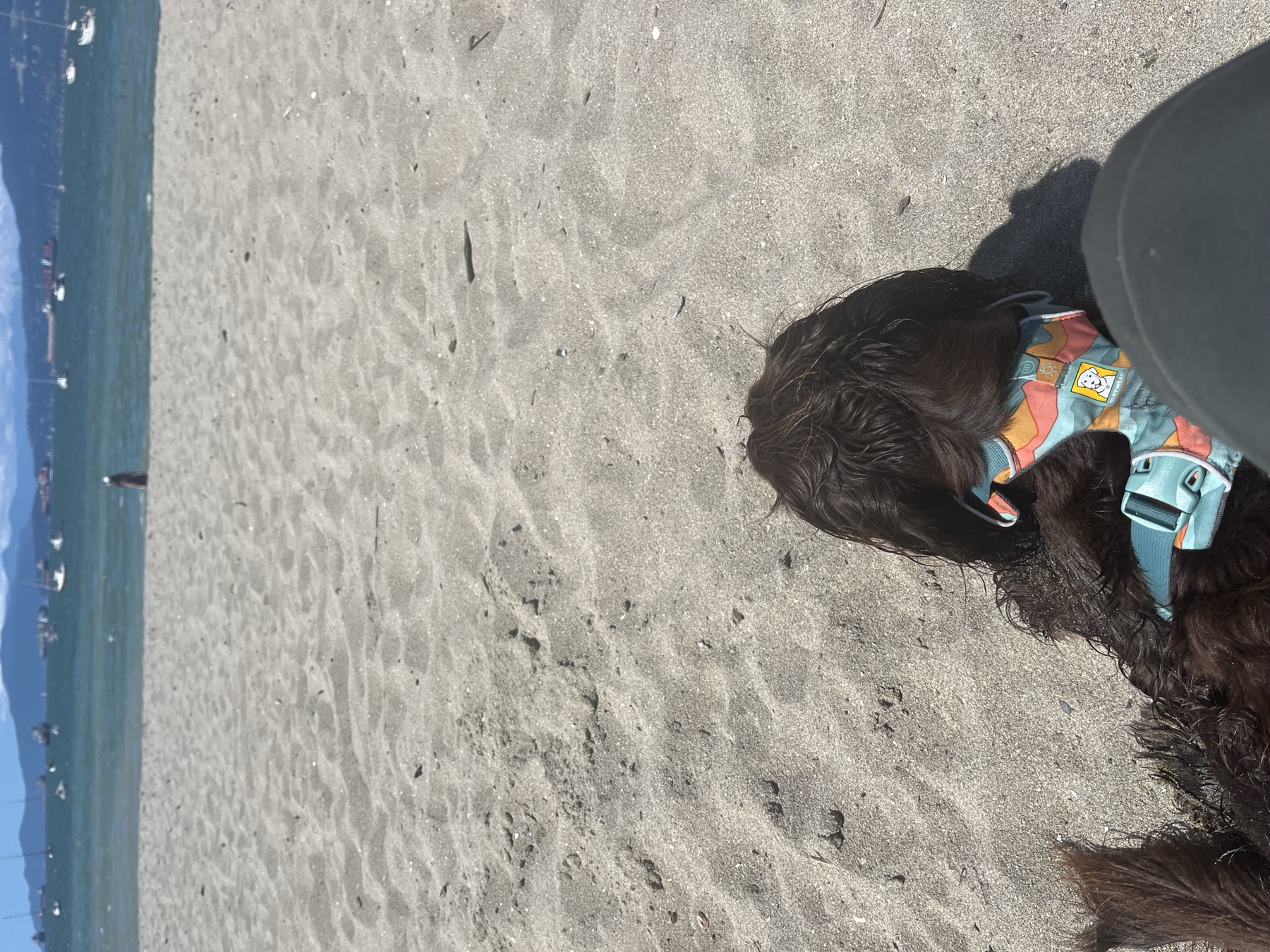Tilly resting against us after playing at Hadden Beach