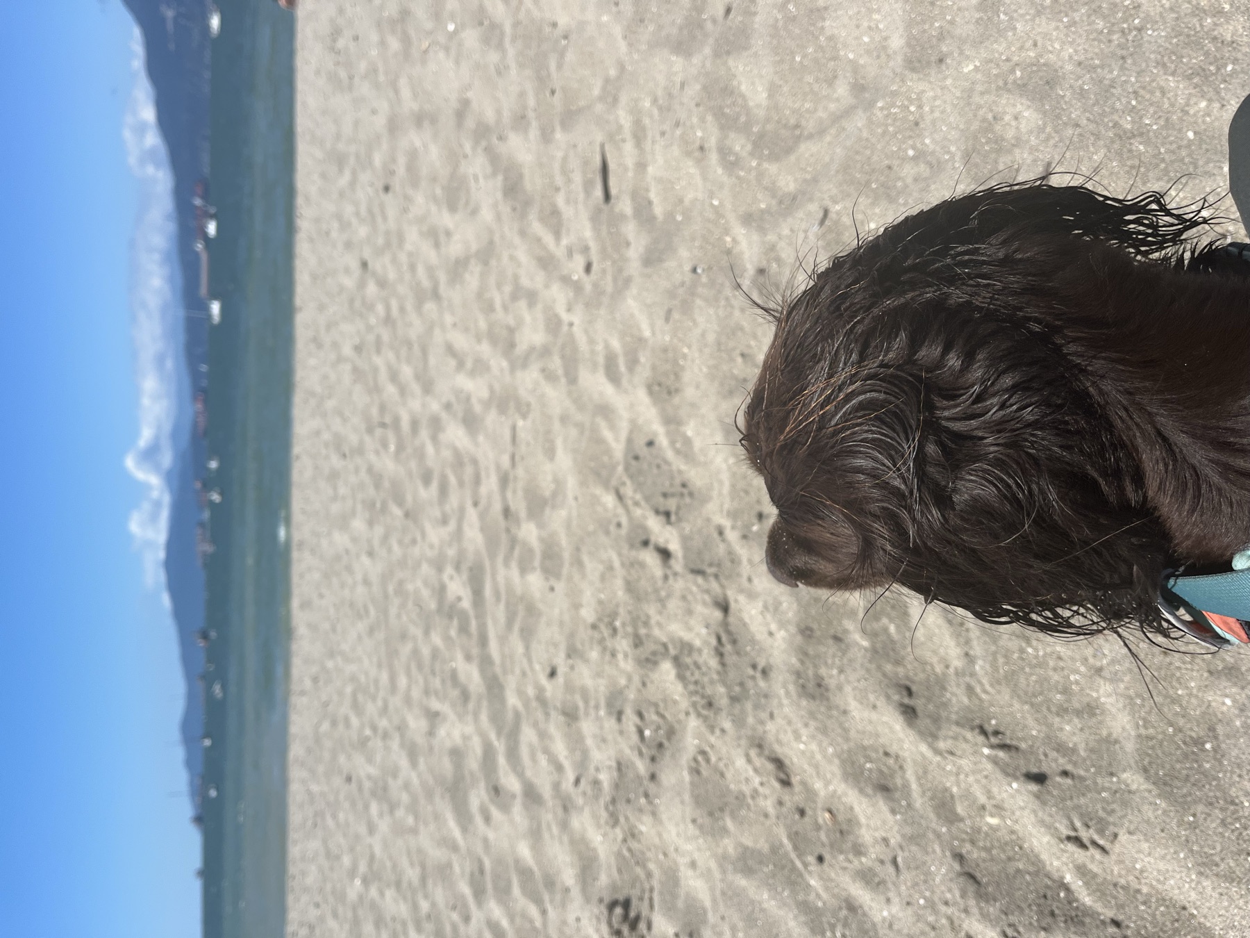 A wet Tilly sitting on the sand at Hadden Beach