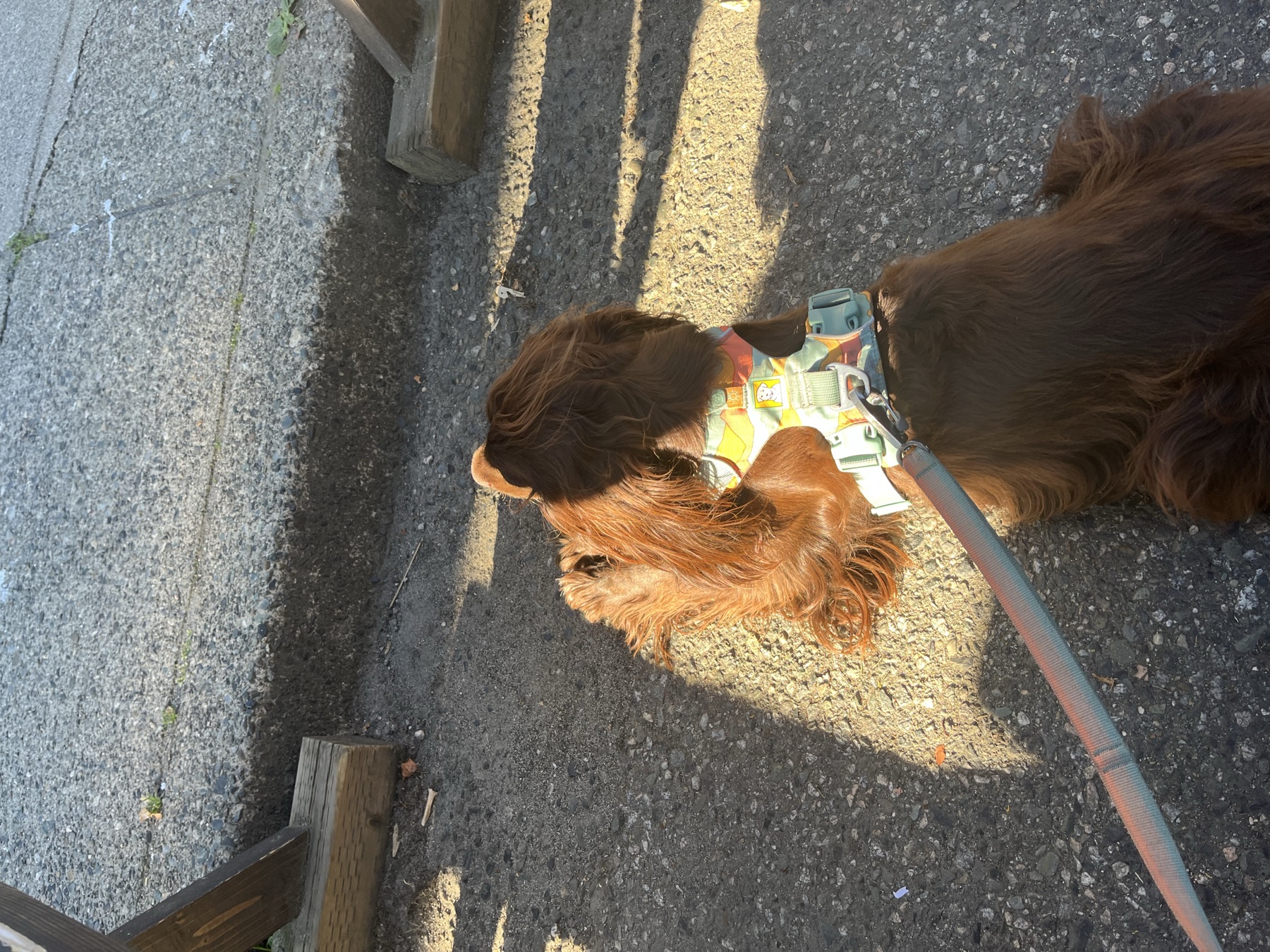 Tilly settled beneath our table on the East Van Brewing patio