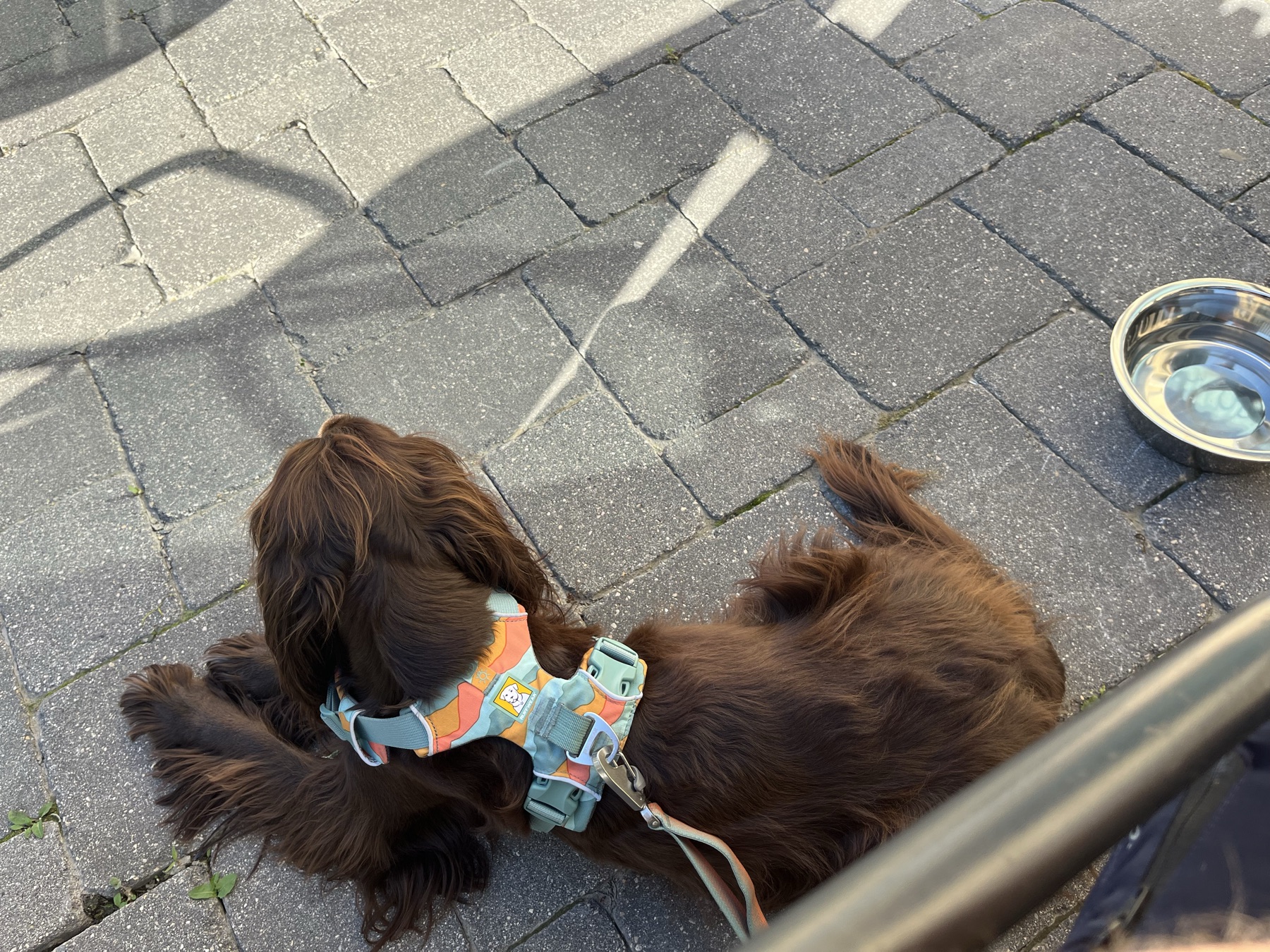 Tilly lying beside the patio table at Nonsuch Brewing
