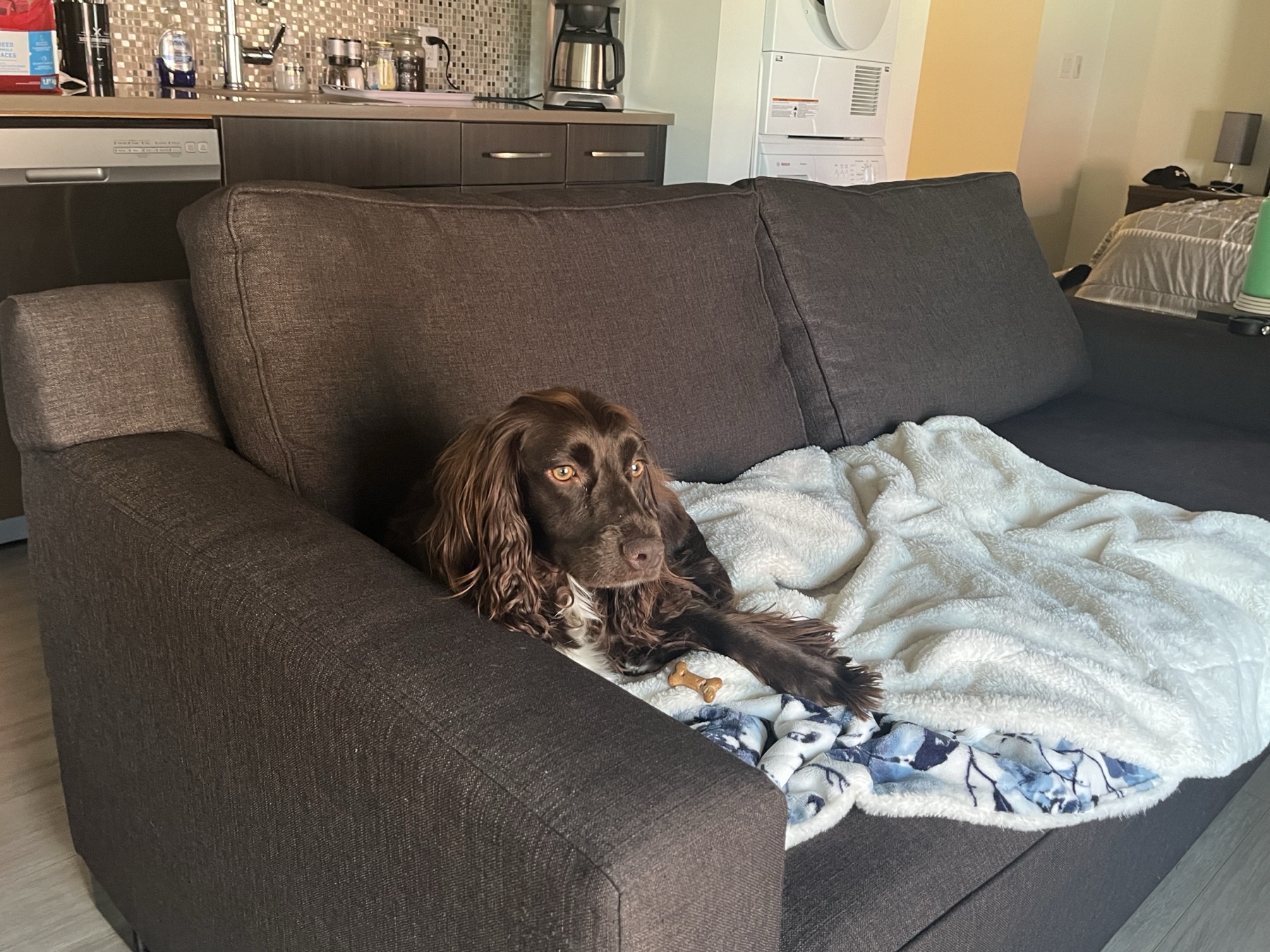 Tilly relaxing on the sofa in the Winnipeg apartment