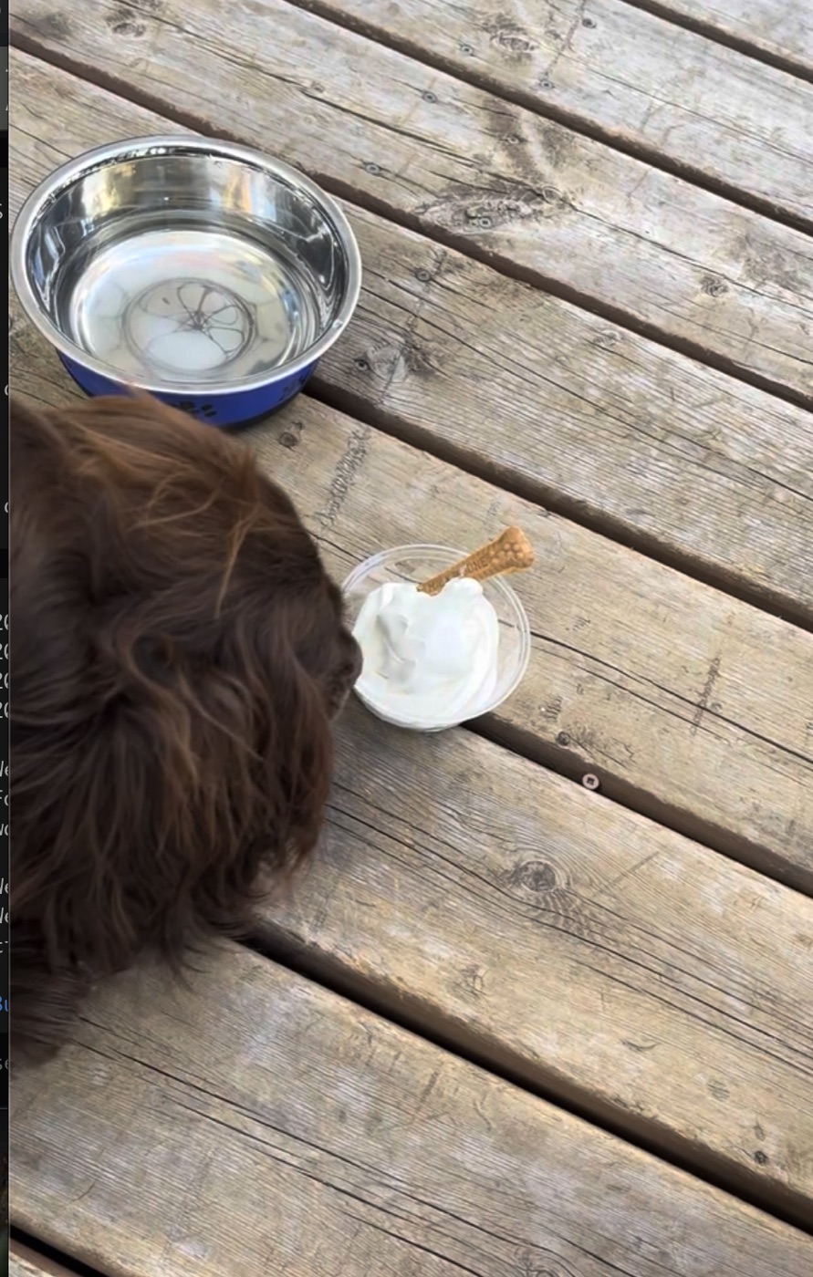 Tilly investigating her dog ice cream on the Carnaval patio