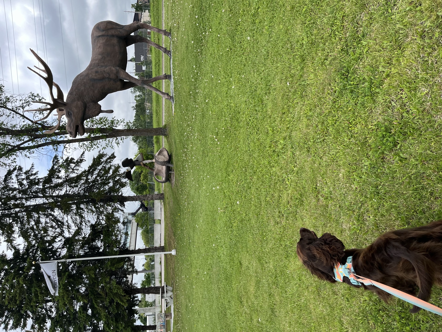 A dog exploring Dryden