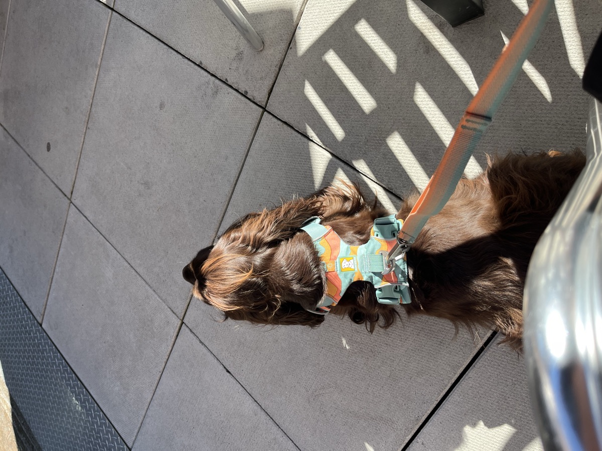 Tilly sitting on the patio at Northern Superior Brewing
