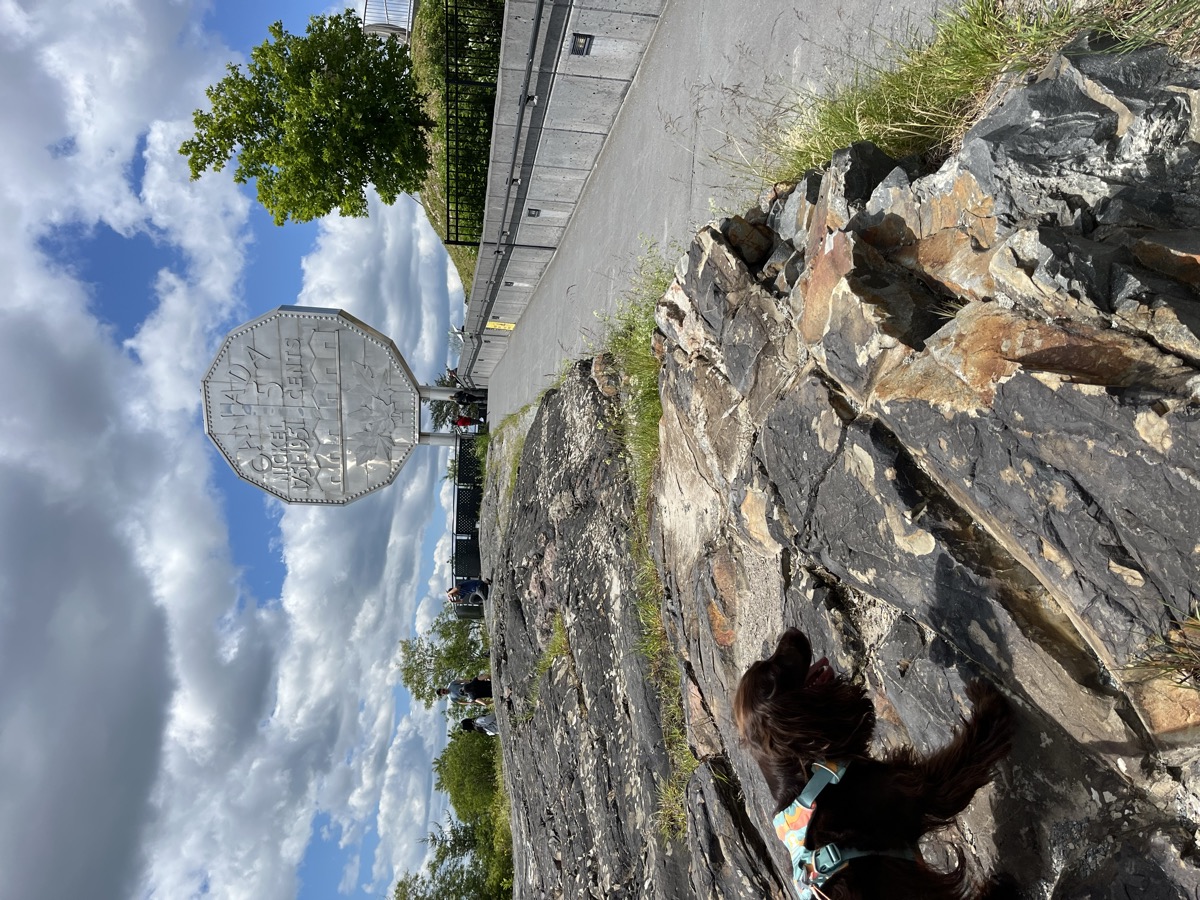 A dog exploring Sudbury