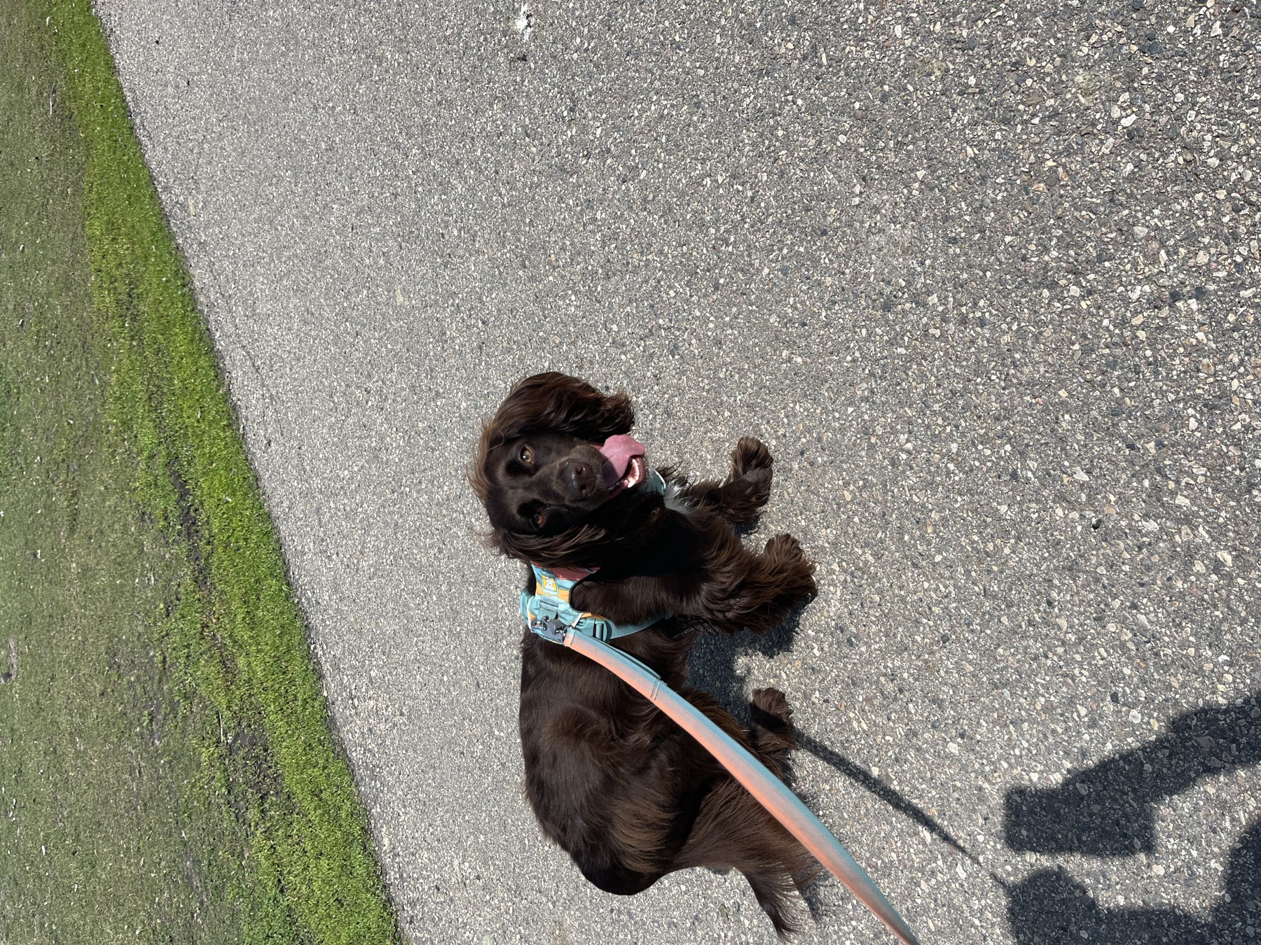 Tilly pausing on the paved pathway