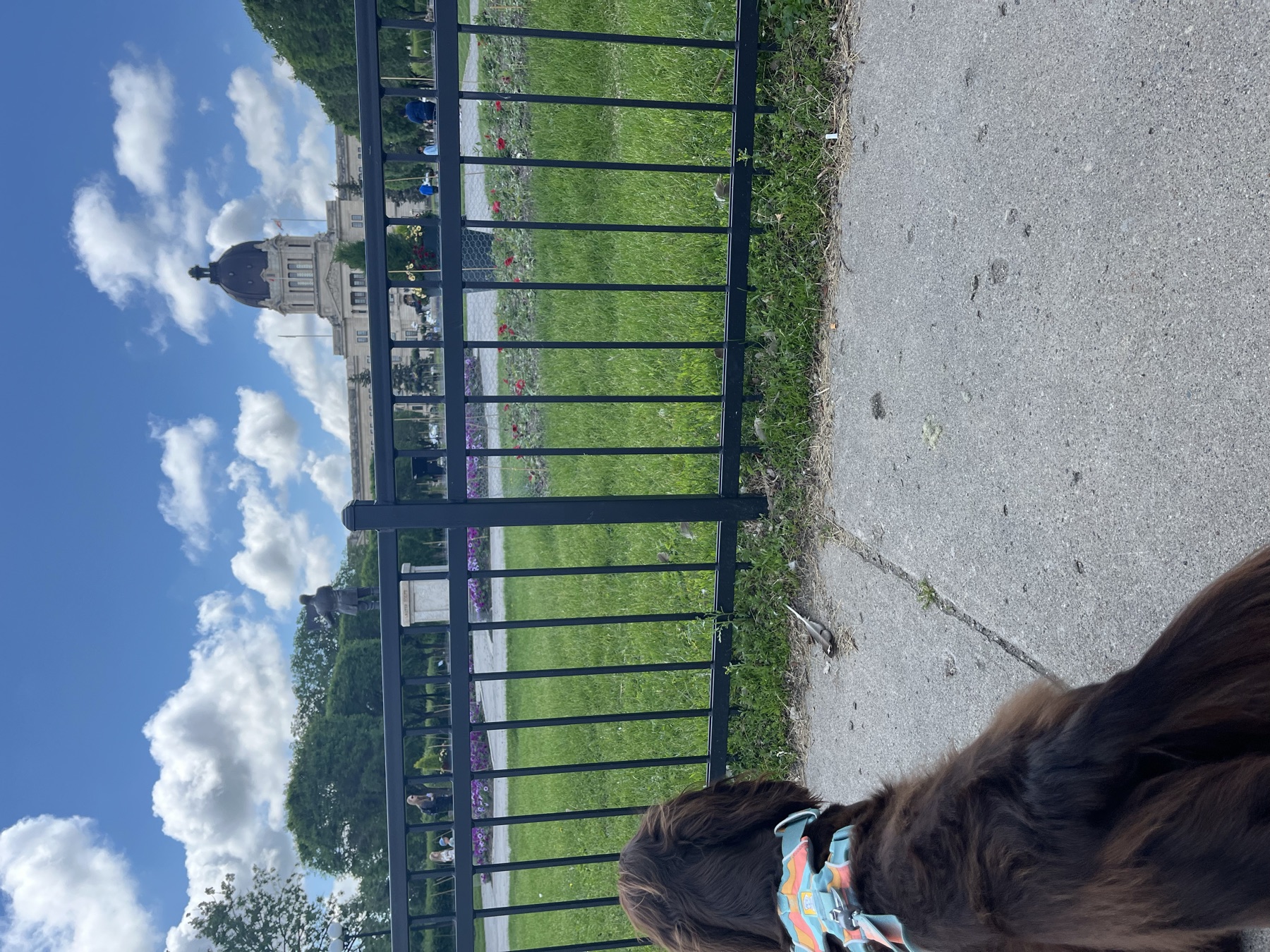 A dog exploring Regina