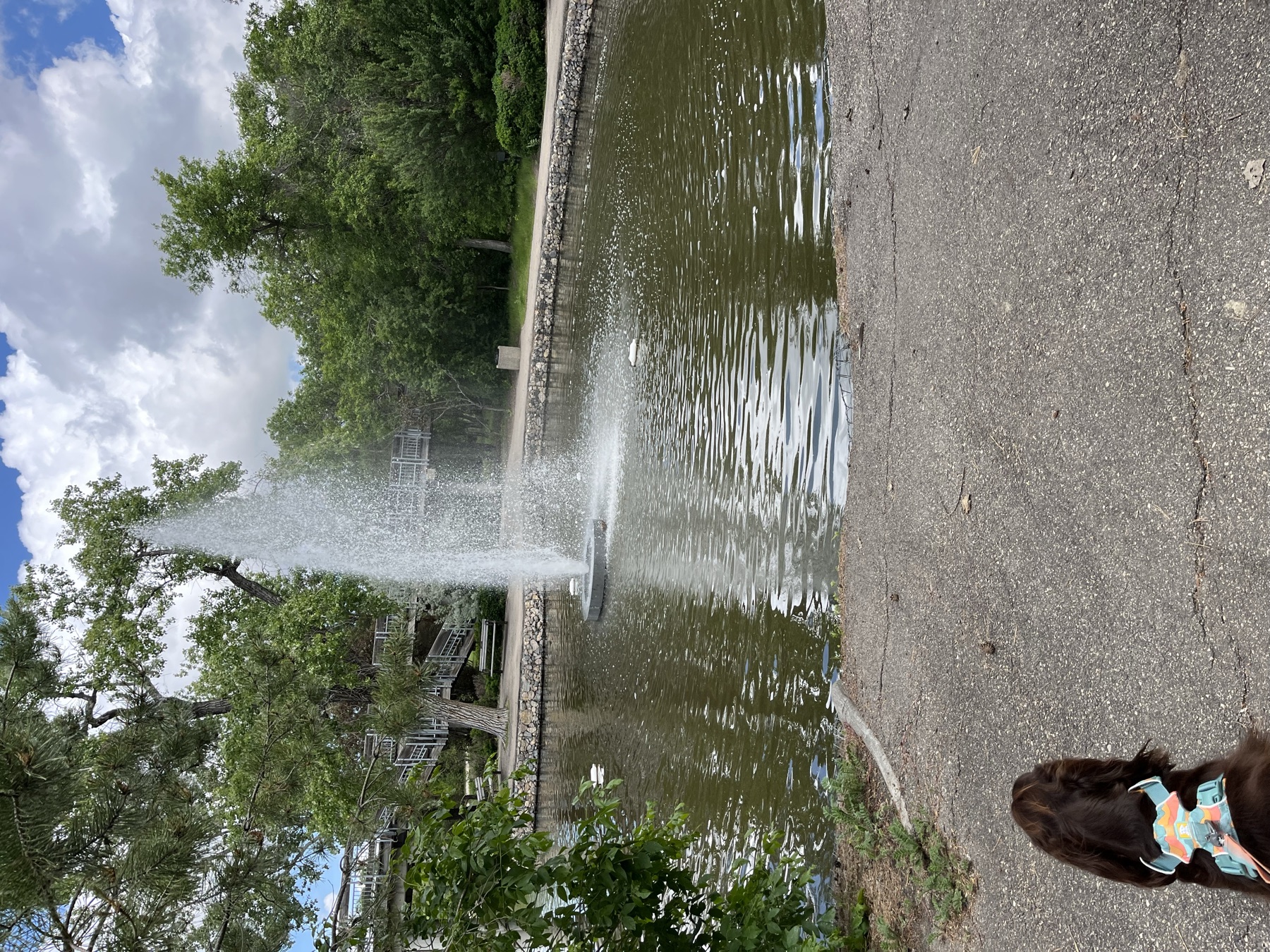 Tilly watching a tall fountain in Wascana Centre