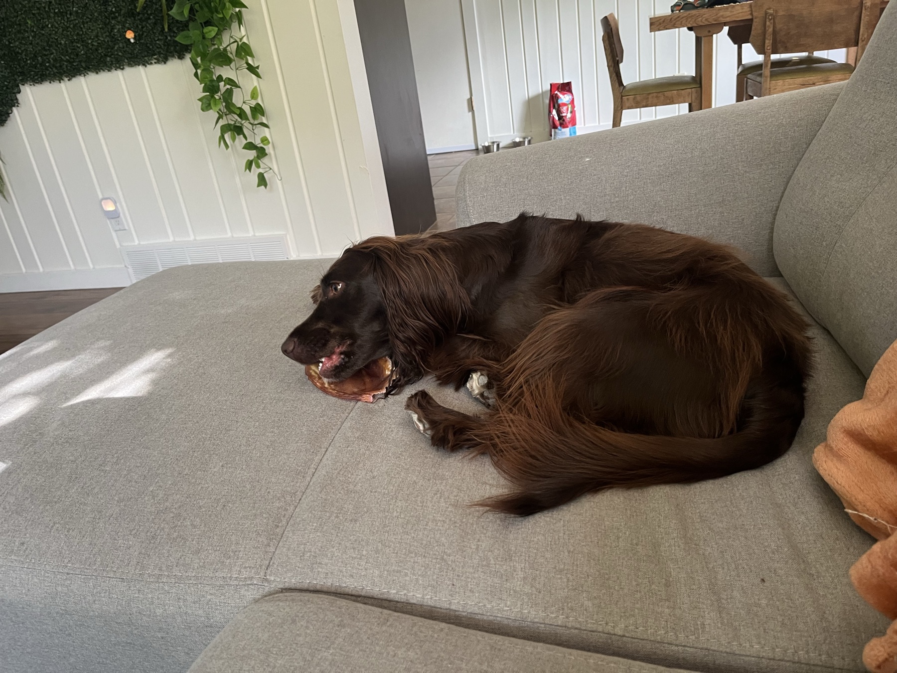 Tilly relaxing with a chew on the Airbnb sofa