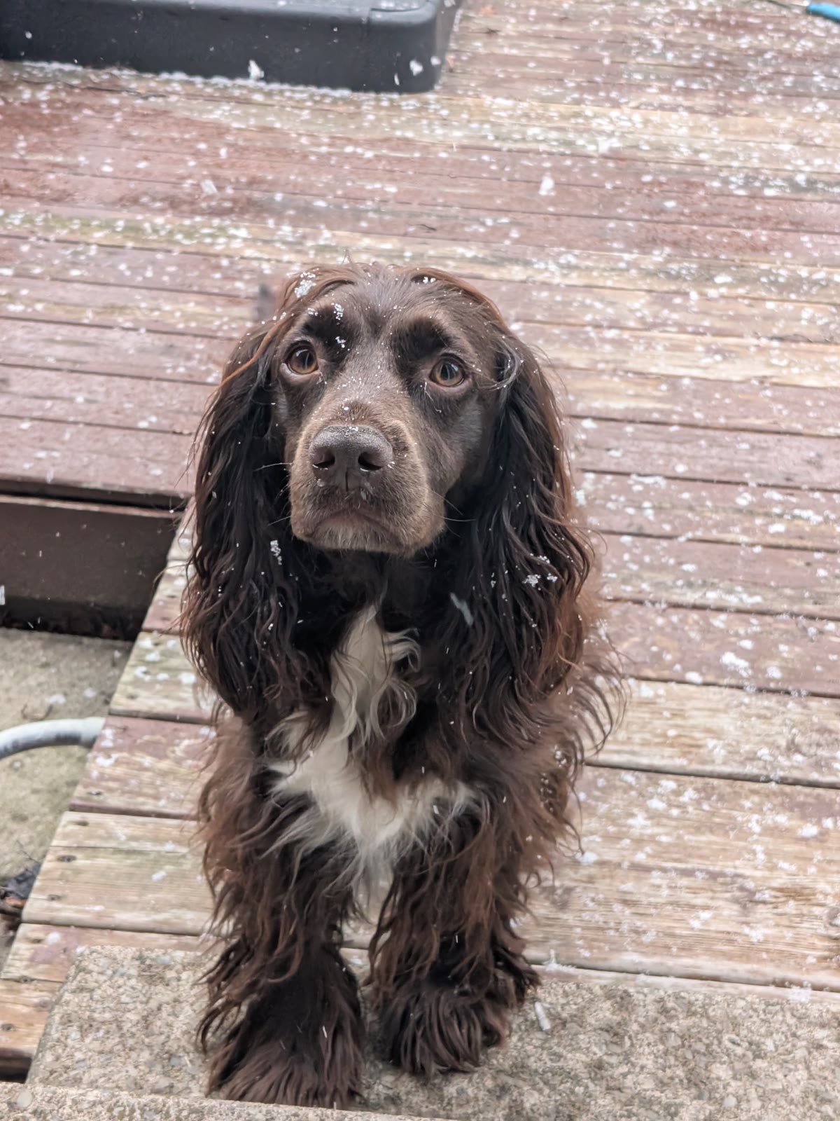 Tilly sitting outside as snow falls around her