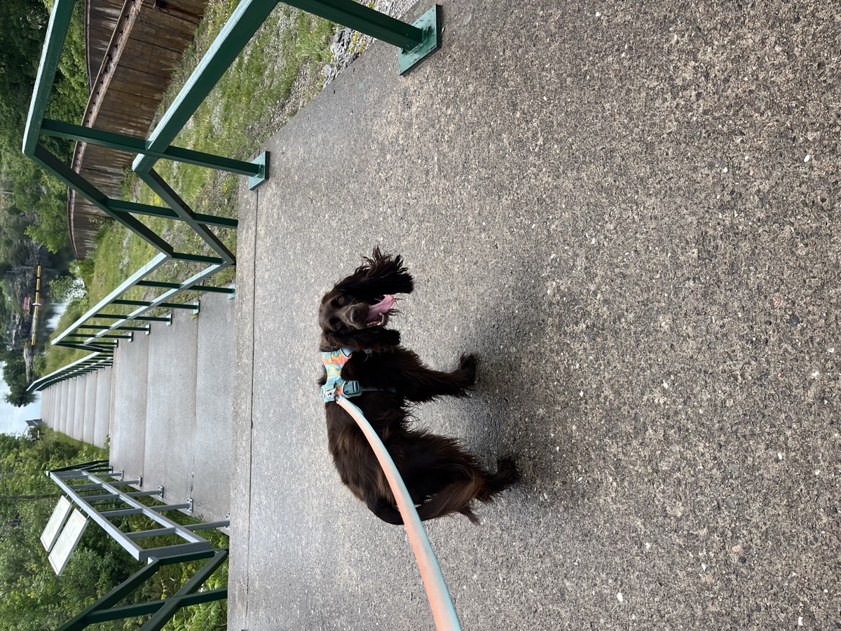 Tilly on the path beside the Big Chute Marine Railway