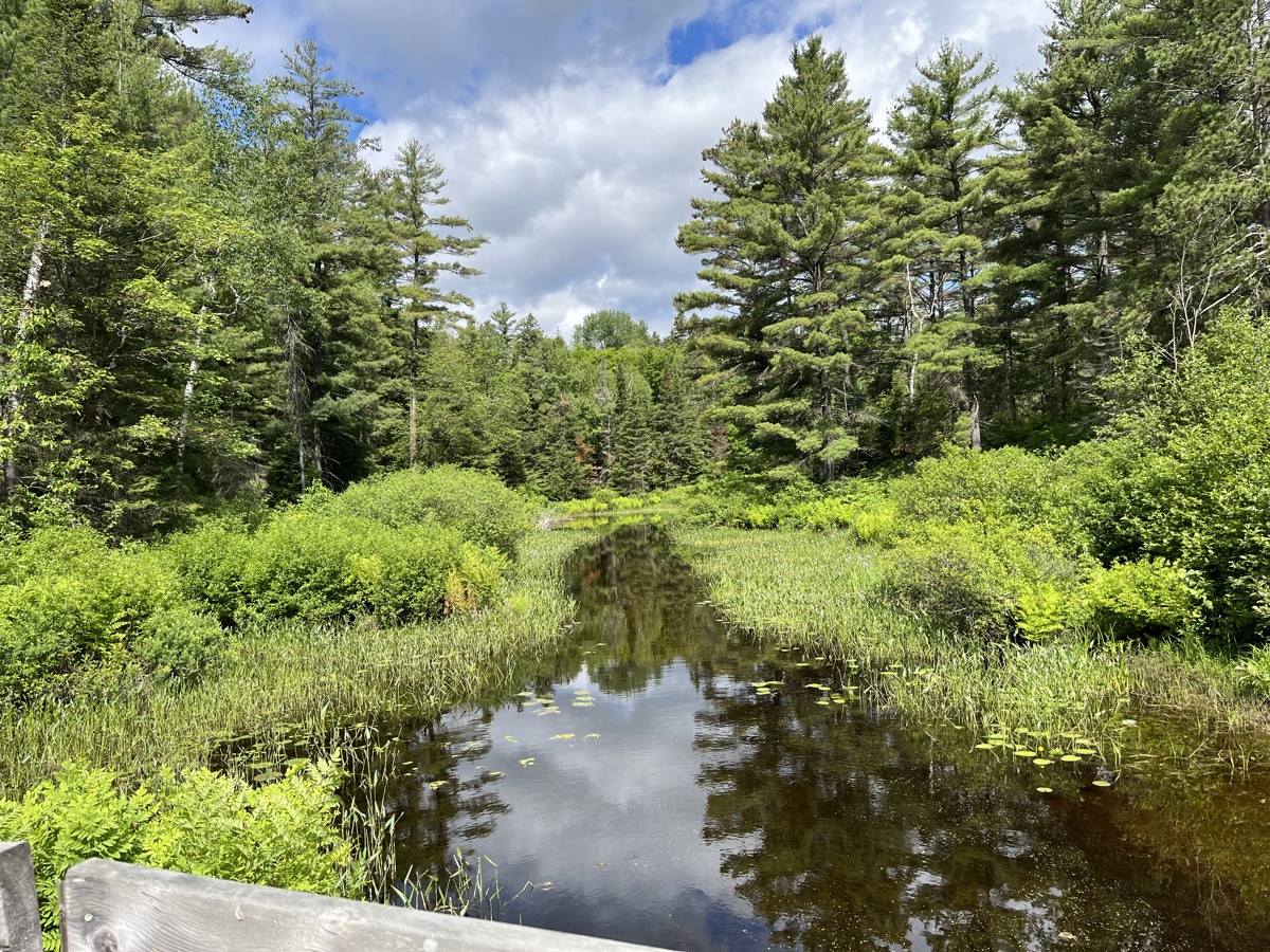 A forest wetland viewed from the trail at Grundy Lake Provincial Park