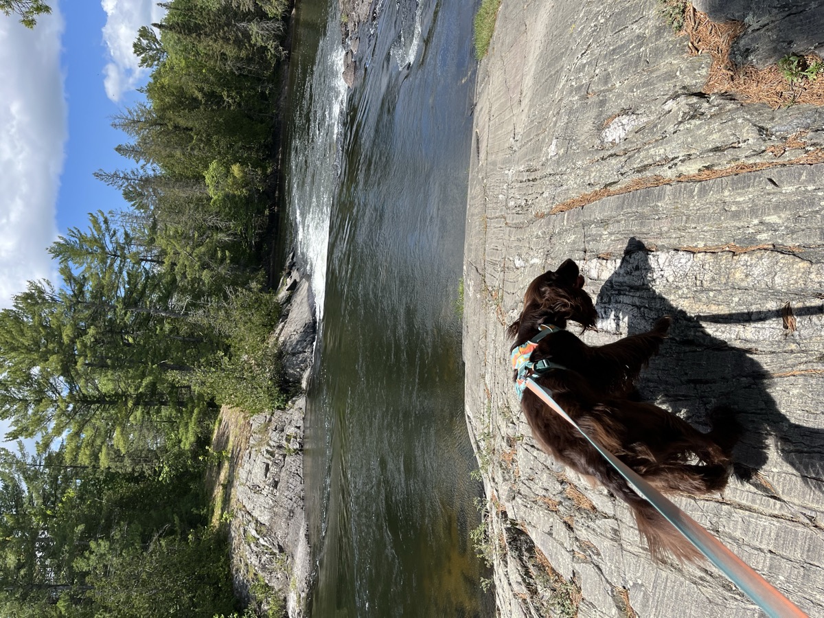 Tilly exploring the rocks beside the Serpent River