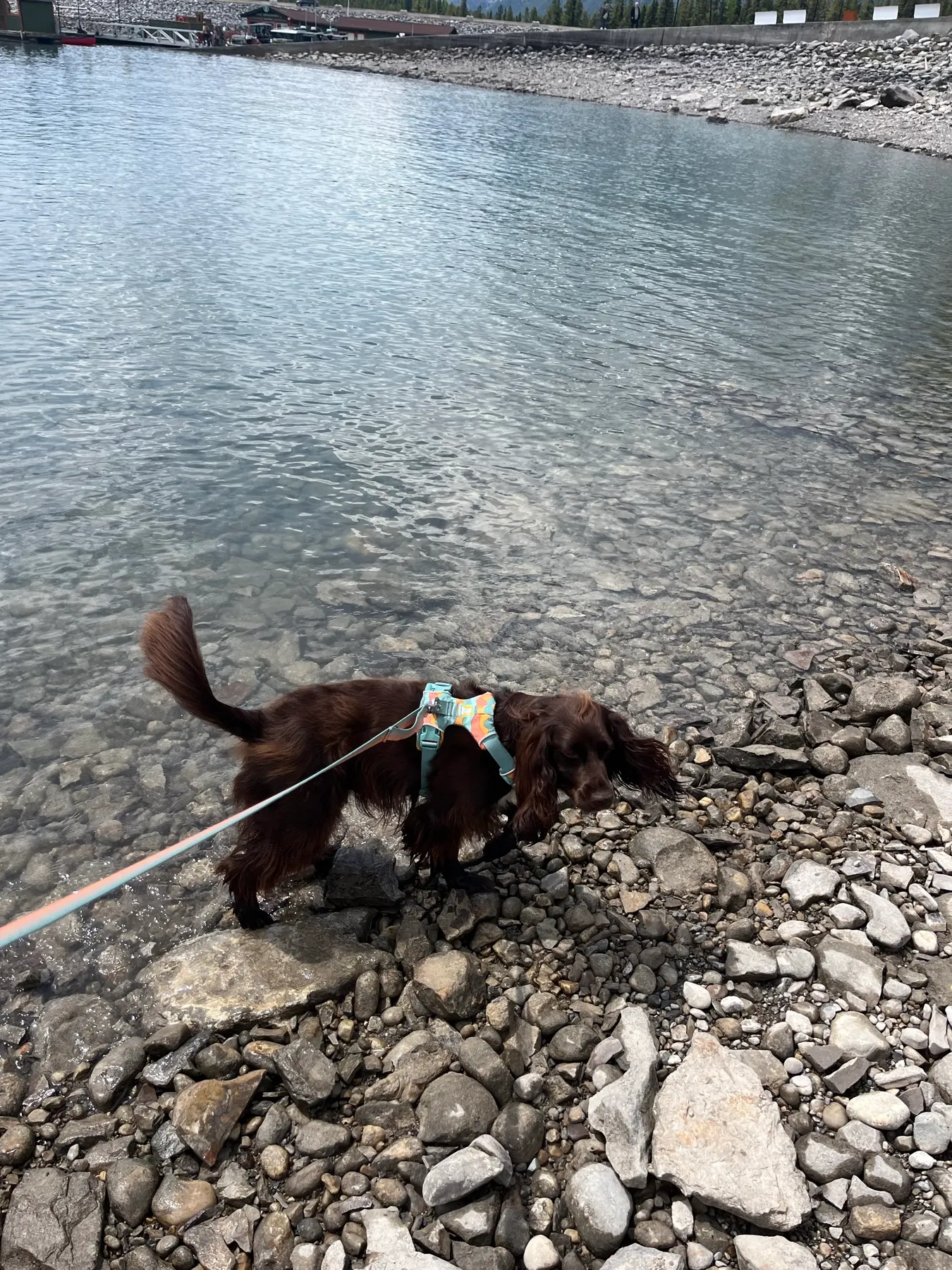 Tilly debout dans l’eau peu profonde du lac Minnewanka