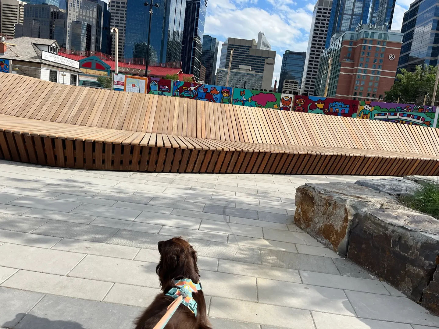Tilly regardant vers une œuvre d’art publique colorée et les immeubles du centre-ville de Calgary