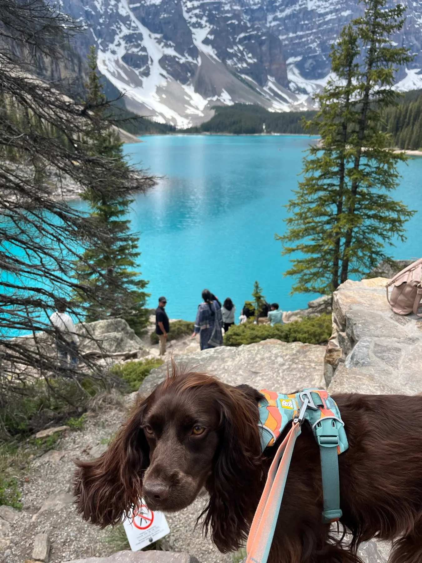 Tilly regardant le rivage de plus en plus achalandé du Moraine Lake