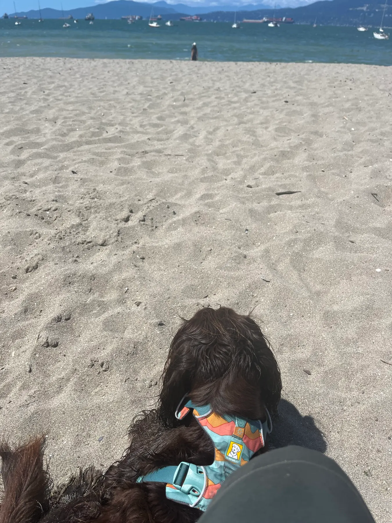 Tilly se reposant contre nous après avoir joué à Hadden Beach