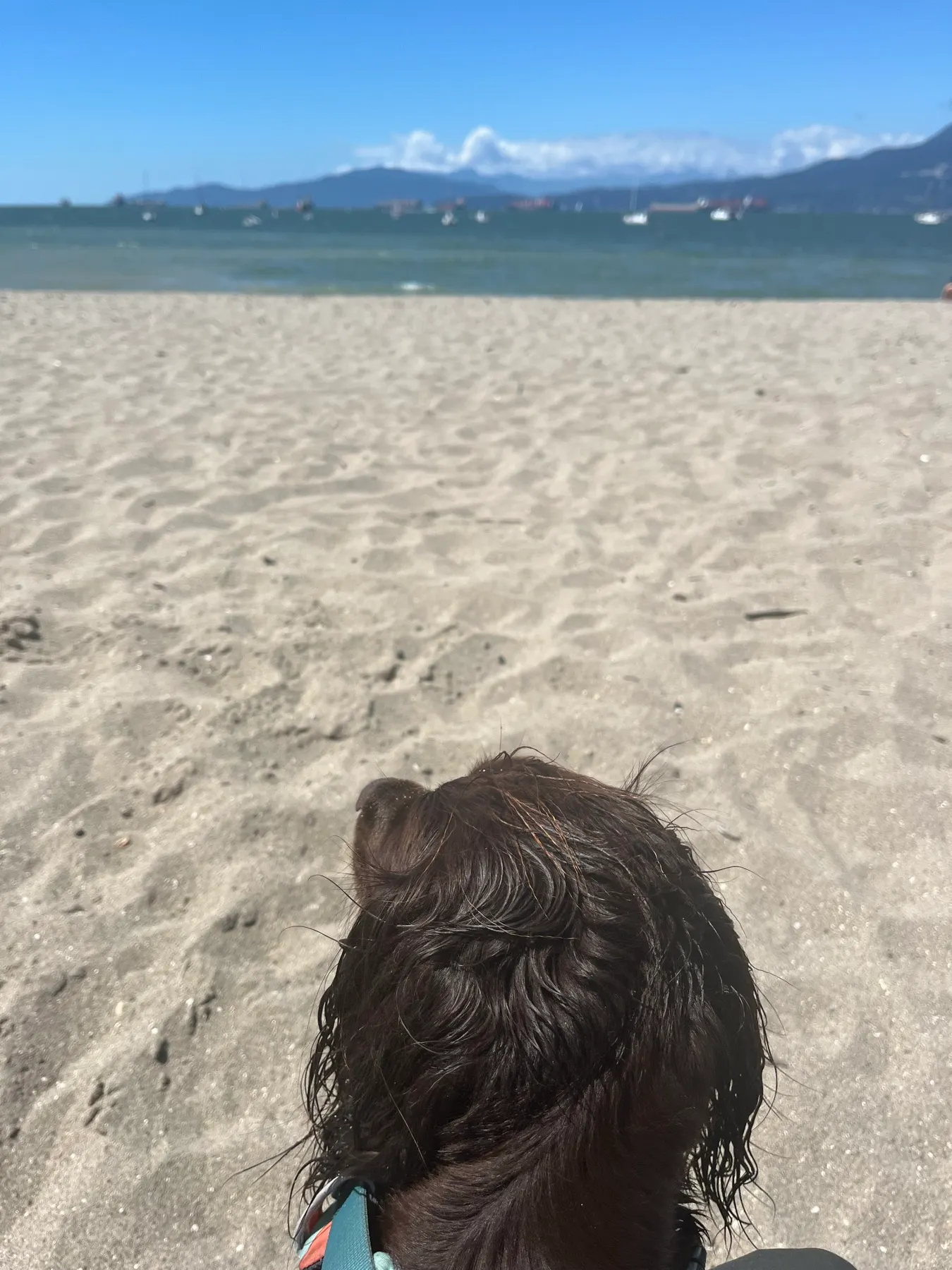 Tilly mouillée assise sur le sable à Hadden Beach