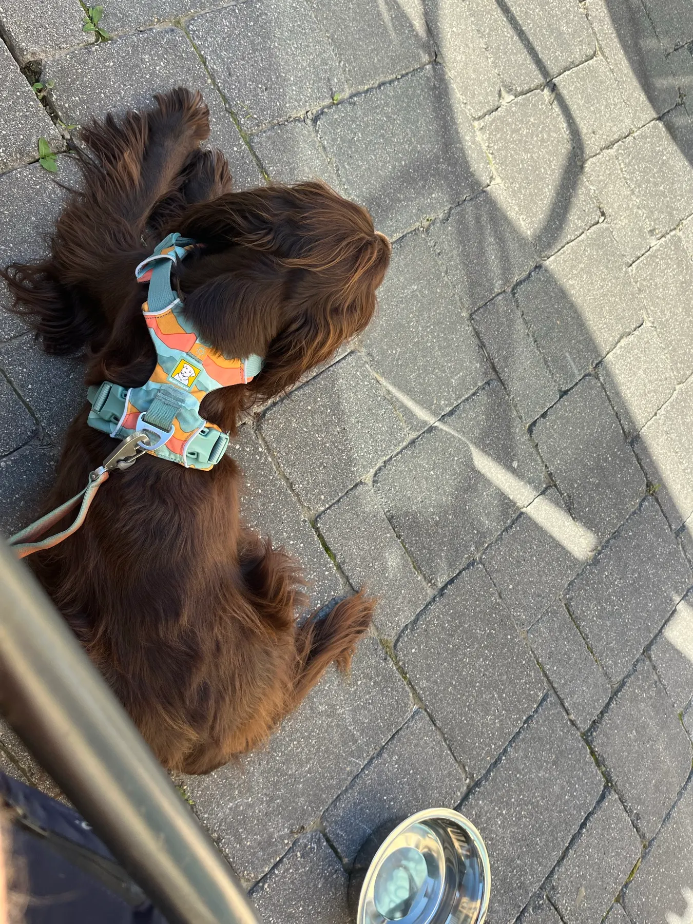 Tilly couchée à côté de la table en terrasse chez Nonsuch Brewing