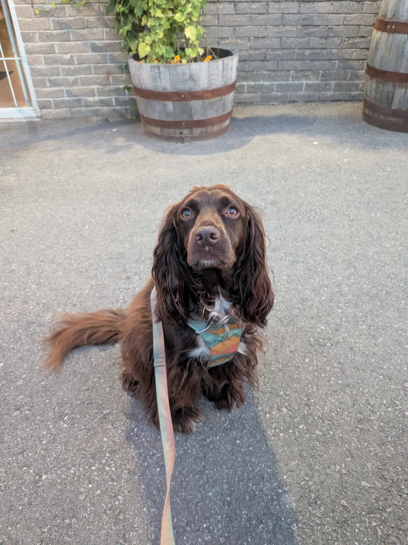 Tilly assise sur la terrasse saisonnière de Clifford Brewing