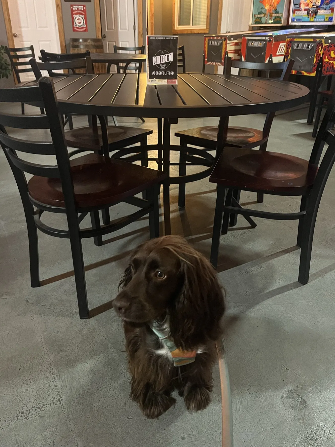 Tilly assise à l’intérieur de Clifford Brewing près des tables de la salle de dégustation et des jeux de flipper