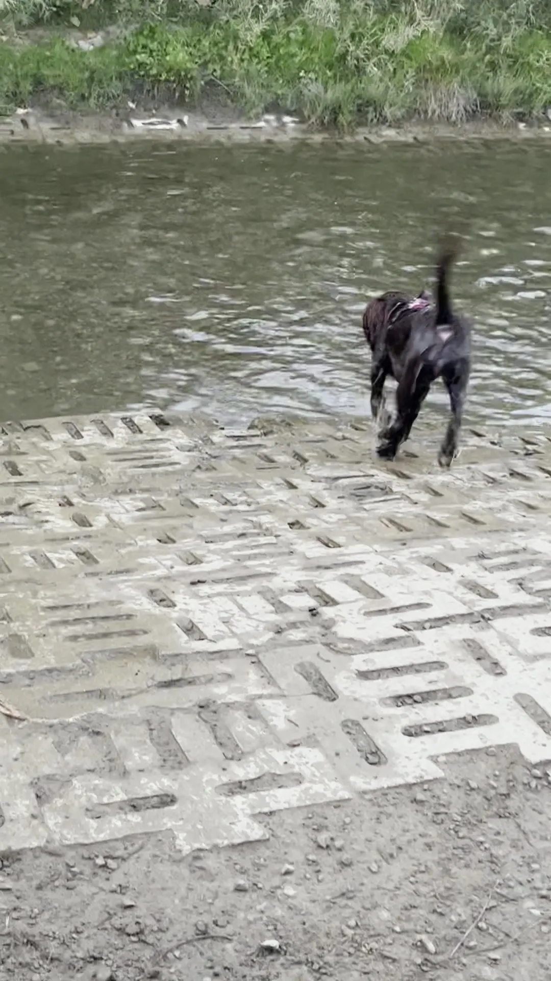 Tilly, wet and dark from the water, stepping from the bank into the creek at the Corporal Nathan Cirillo Free Running Area