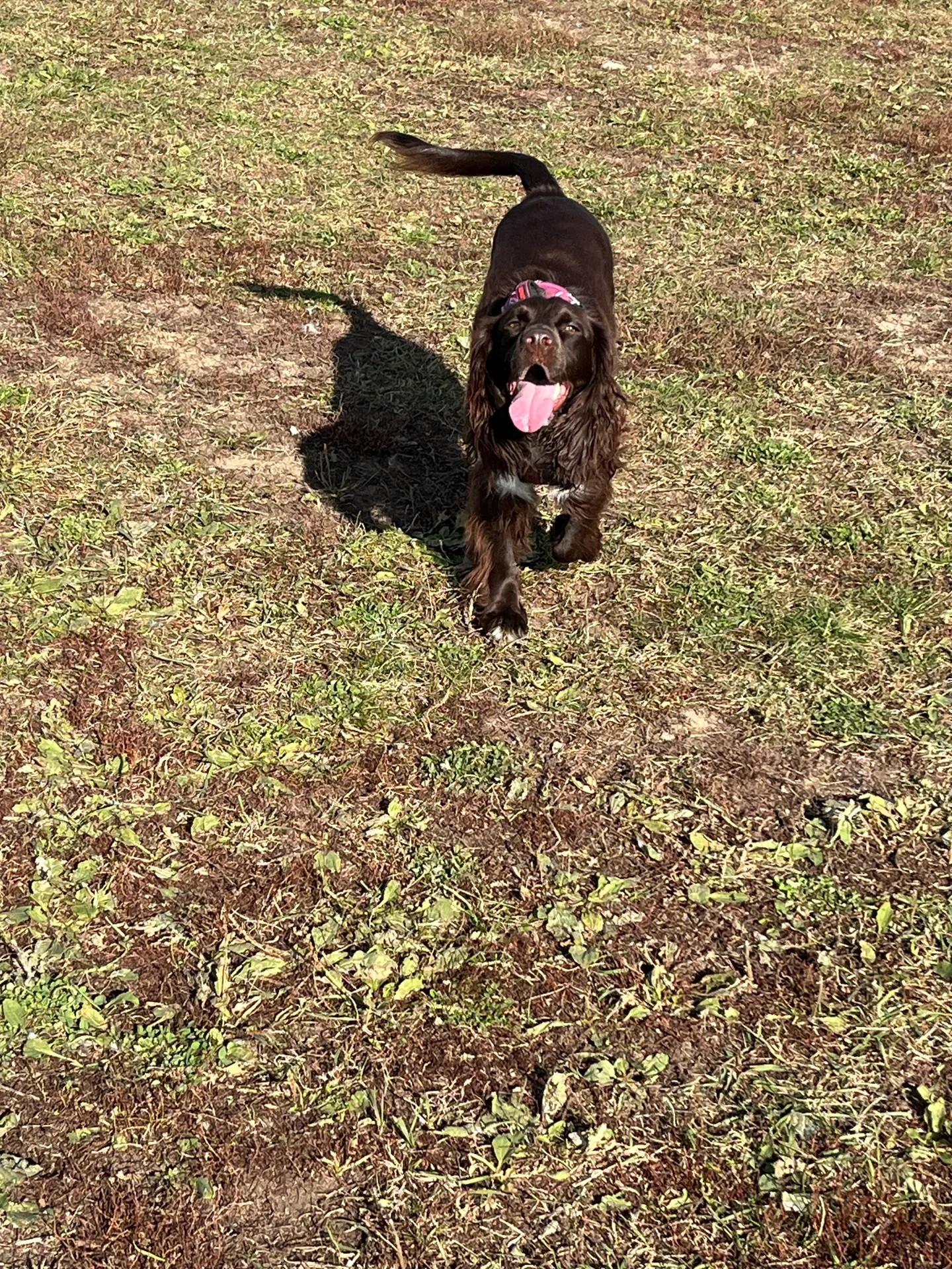Tilly, un brown spaniel avec un bandana rose, trottinant sur la pelouse du parc pour chiens Heritage Green