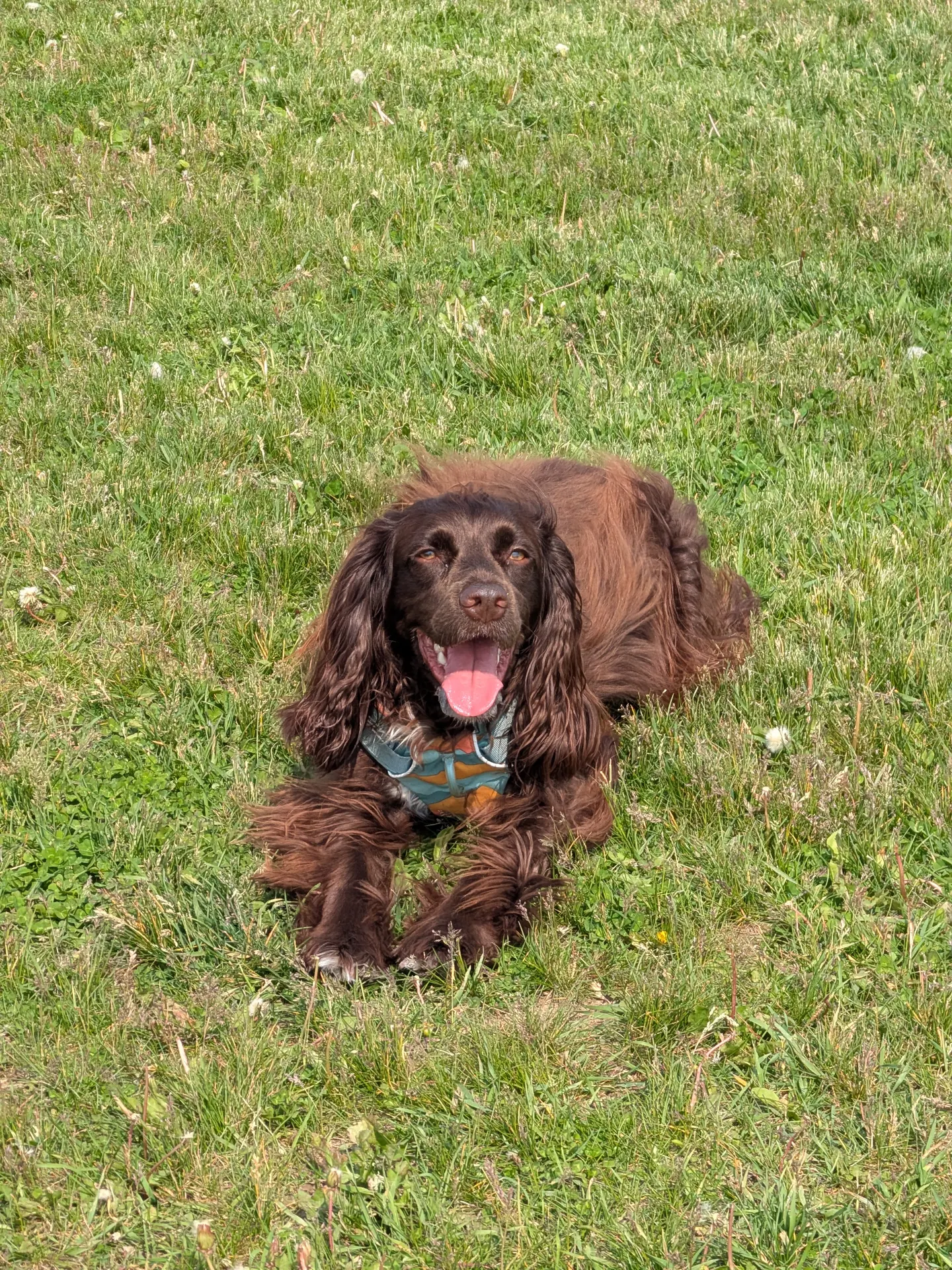 Parc pour chiens communautaire Heritage Green