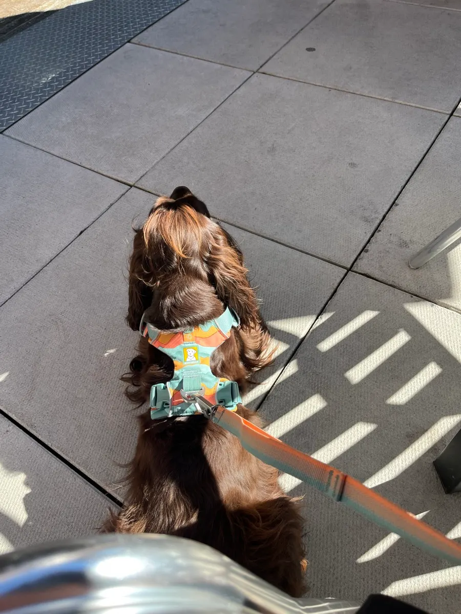 Tilly assise sur la terrasse de la Northern Superior Brewing