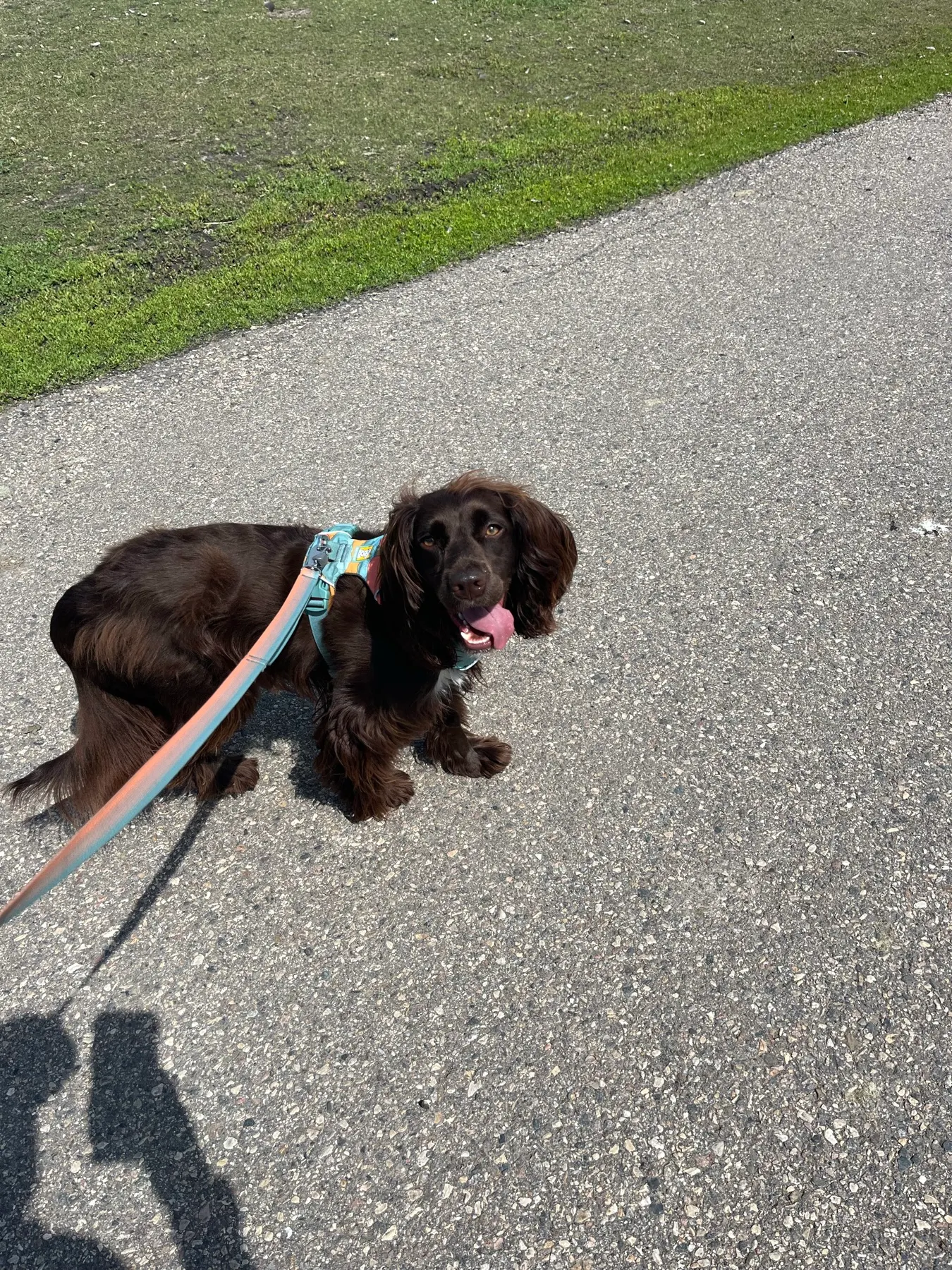 Tilly marquant une pause sur le sentier pavé