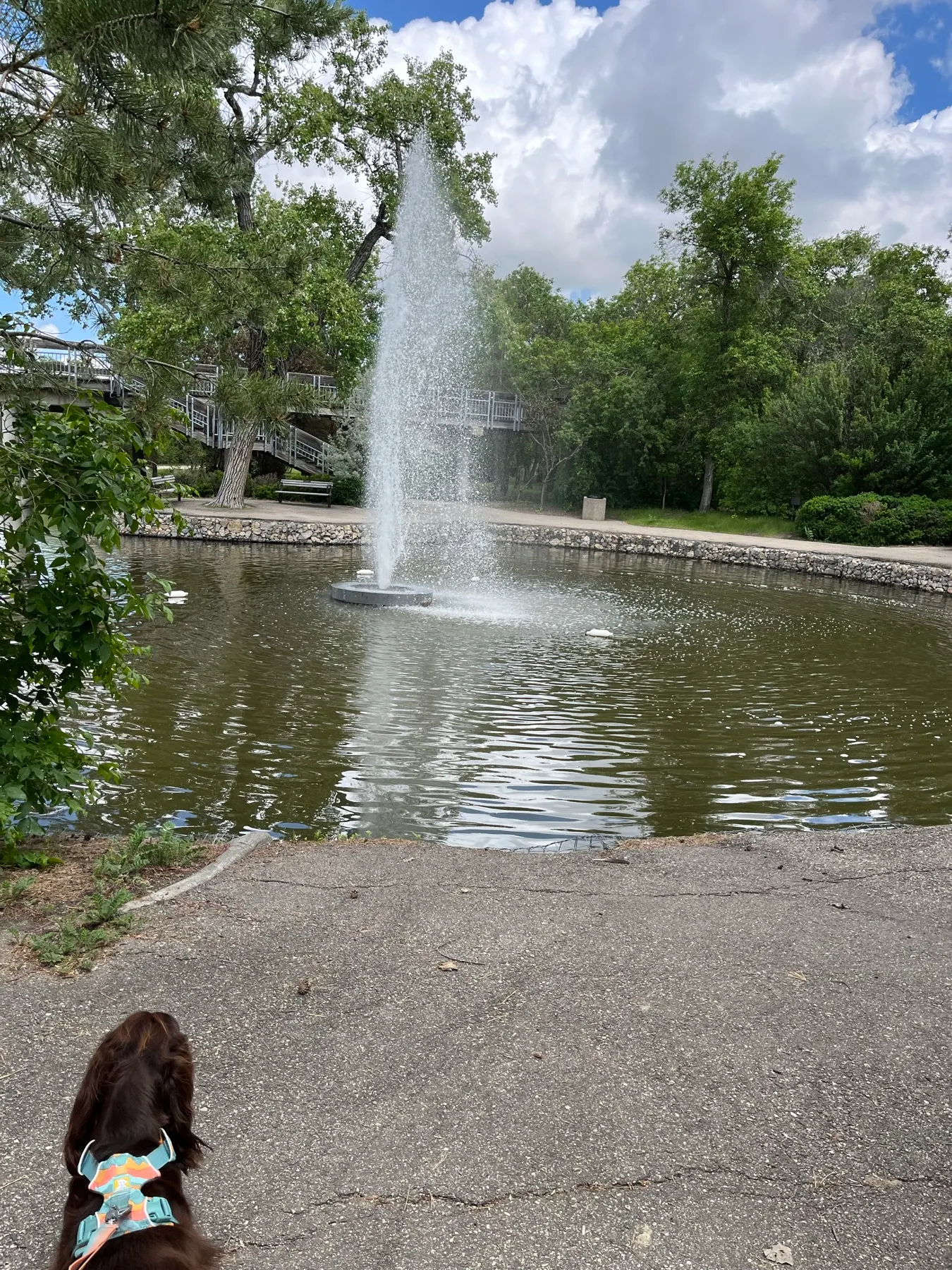 Tilly observant une grande fontaine au Wascana Centre