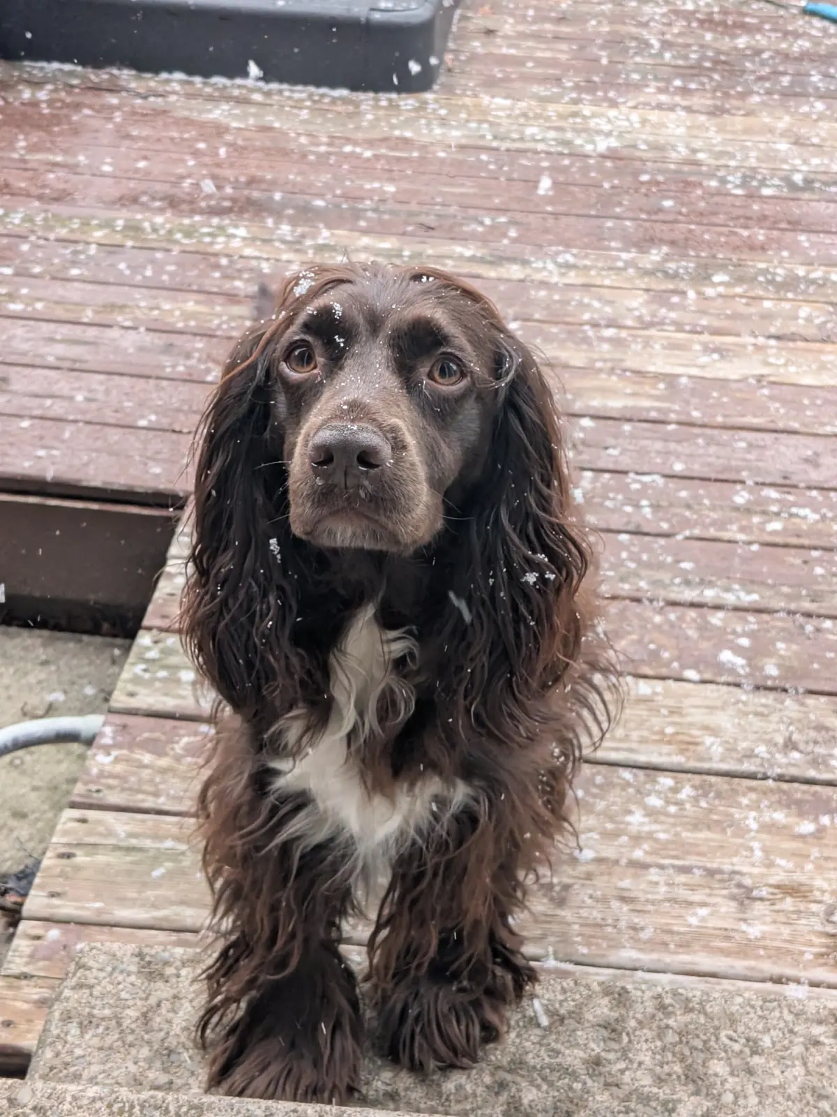 Tilly assise dehors pendant que la neige tombe autour d’elle