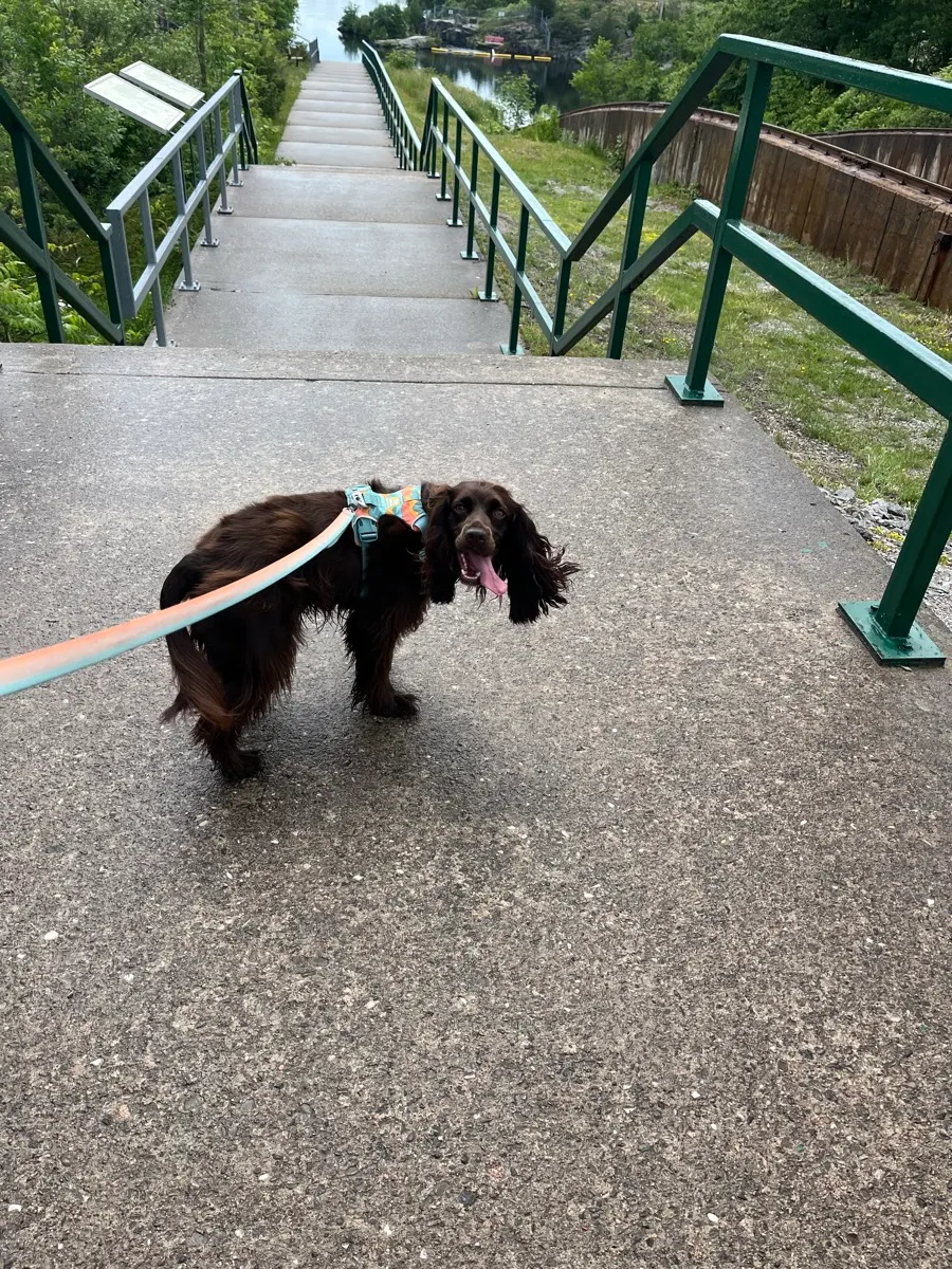 Tilly sur le sentier à côté du Big Chute Marine Railway