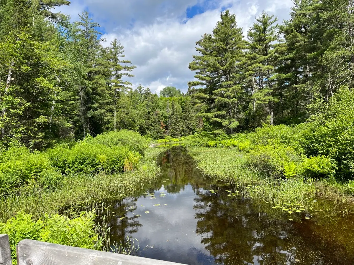 Un marais forestier vu depuis le sentier au parc provincial Grundy Lake