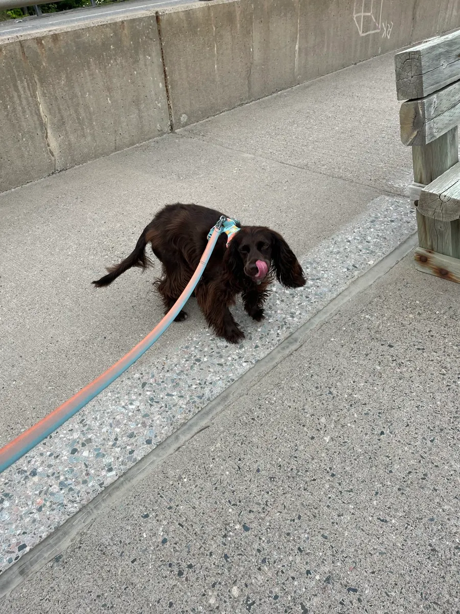 Tilly étirant ses pattes à l’aire de repos des chutes Chippewa