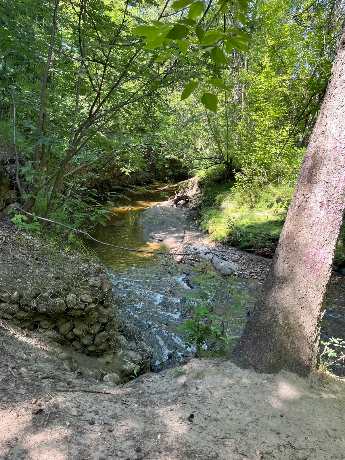 Creek and trees in Mill Creek Ravine Park