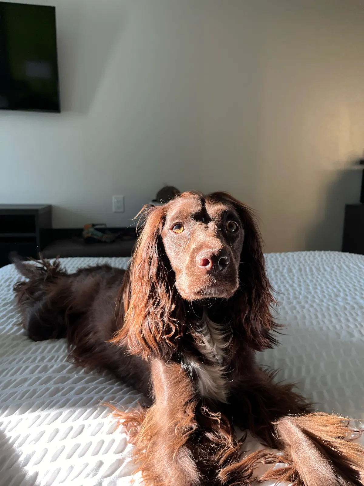 Tilly resting in the Super 8 Winnipeg East room