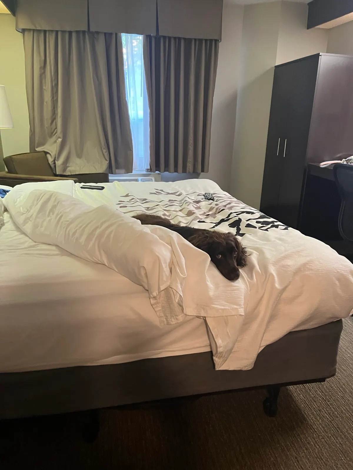 The Sleep Inn room in Sault Ste. Marie with Tilly on the bed