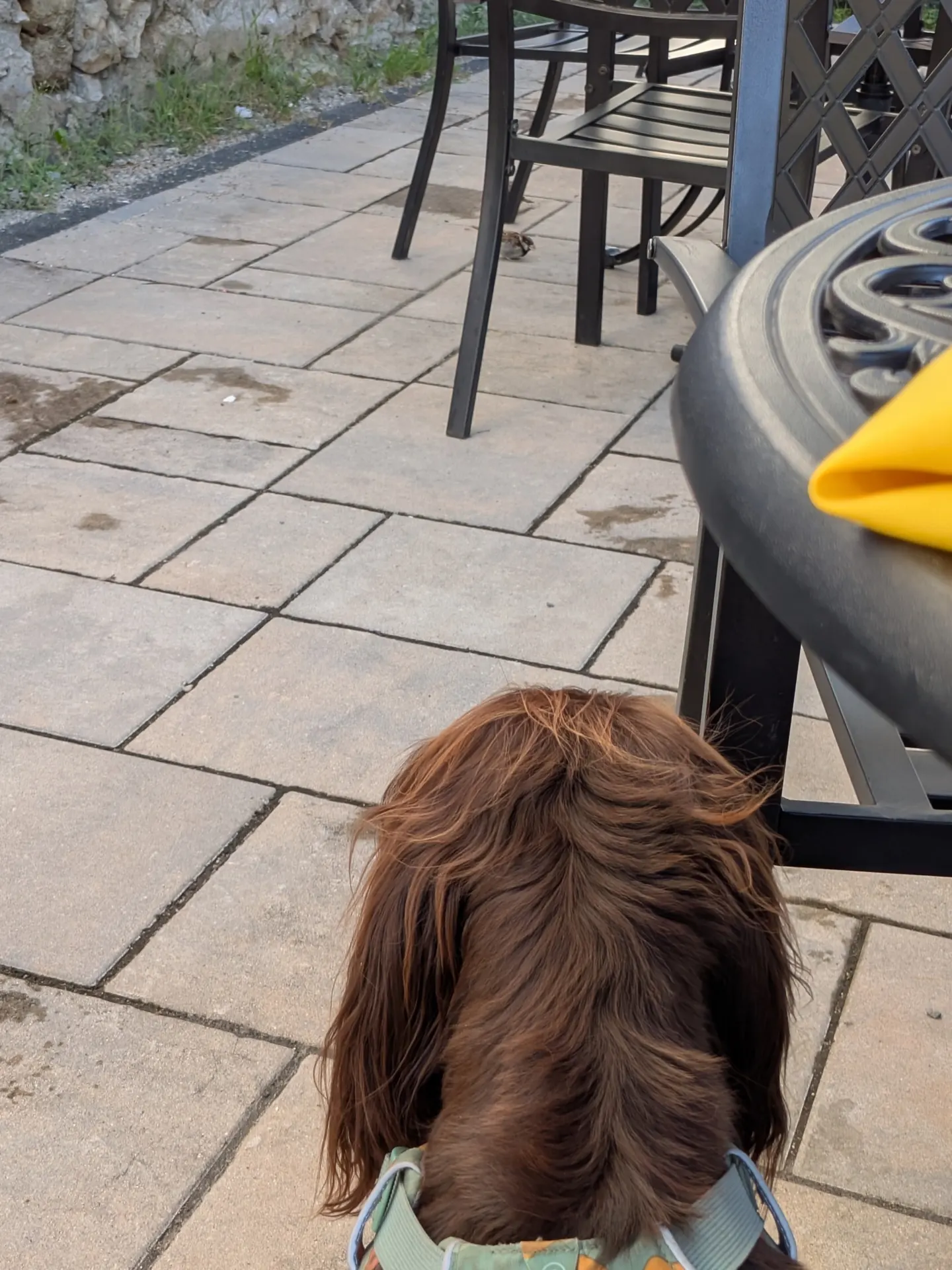 Tilly sitting on the Pistachio Café patio