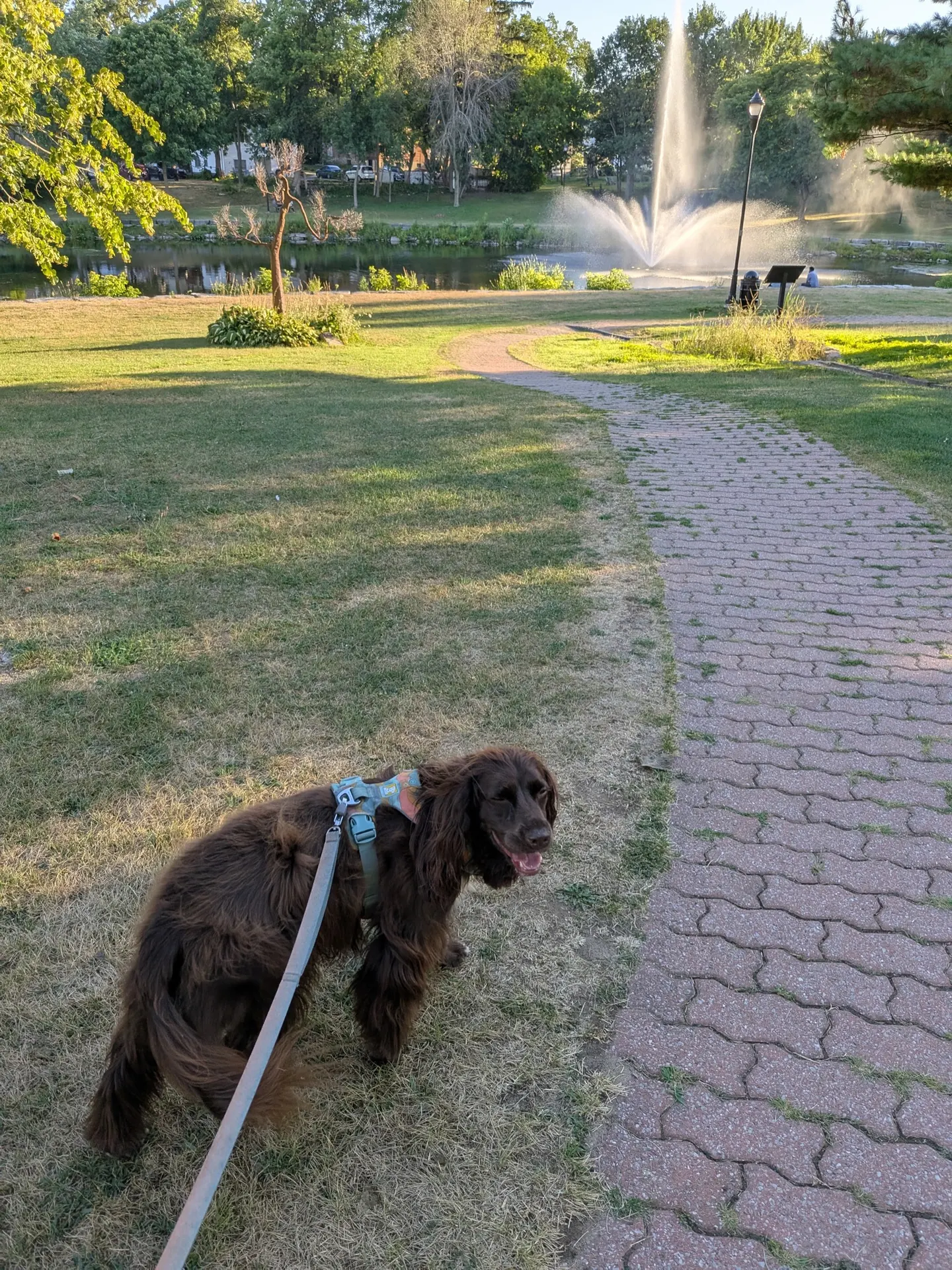 Tilly walking through Confederation Park with the fountain behind her